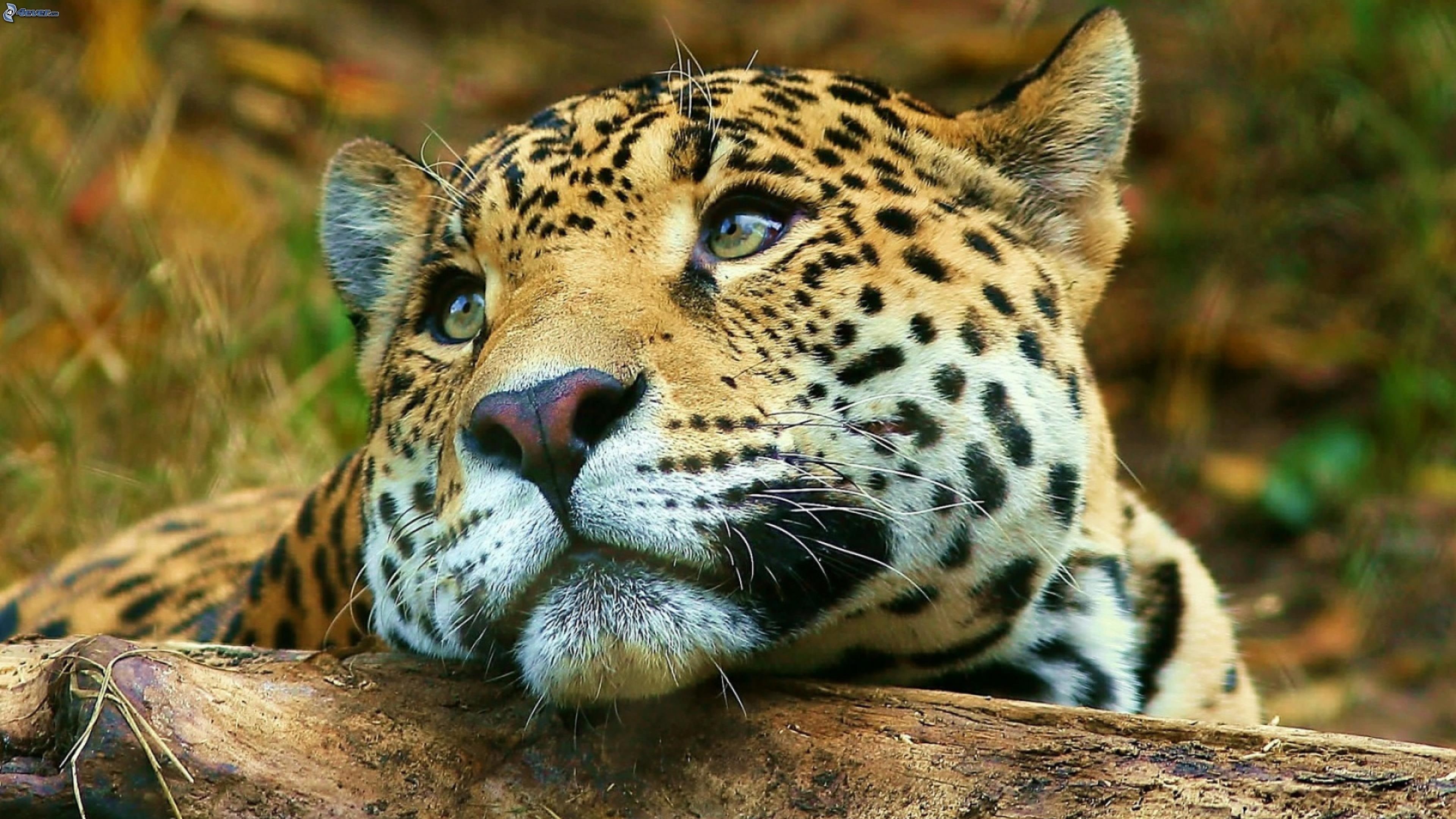 Wallpaper / mobile, 4K, tablet, wild, big, cat, cute, hd, pc, phones, jaguar, wallpaper, desktop free download