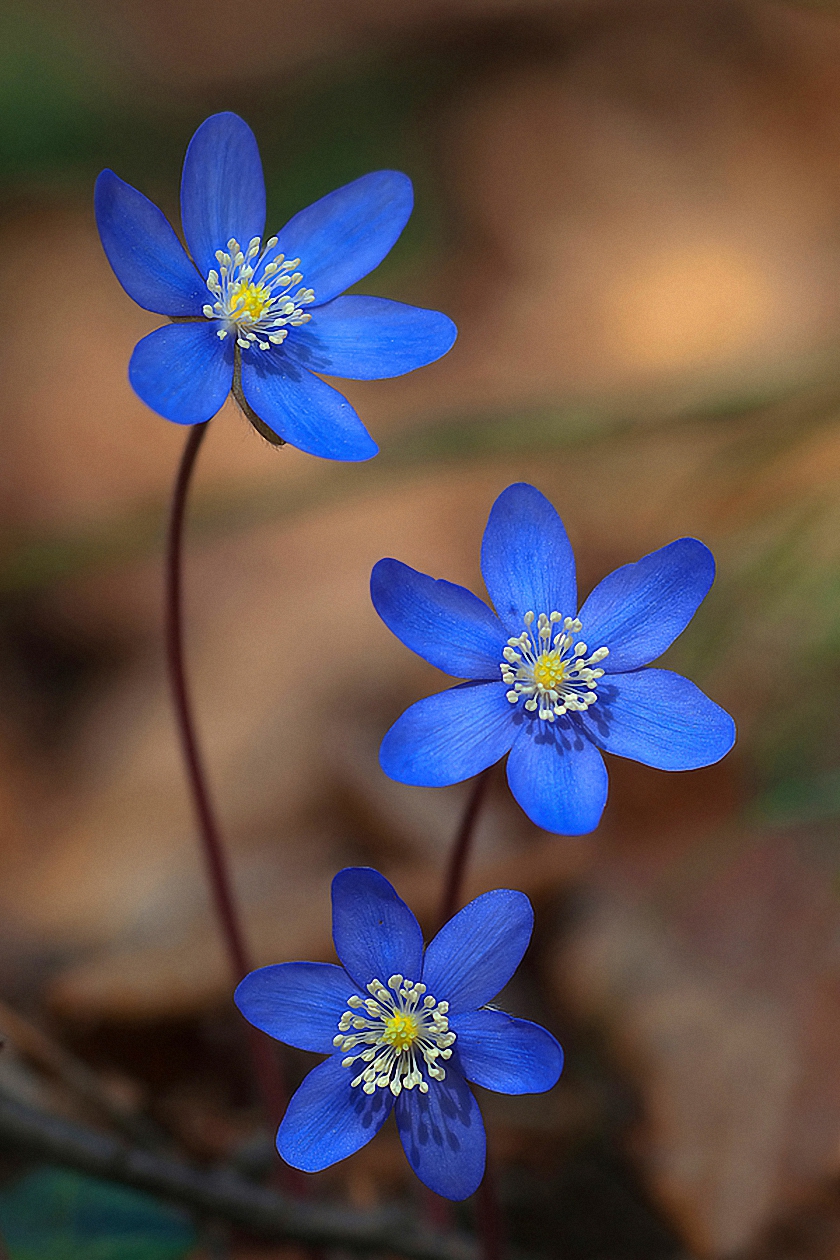 Free download Blue Flowers Macro Wallpaper Flower Wallpaper For Mobile HD [840x1260] for your Desktop, Mobile & Tablet. Explore HD Macro Wallpaper. Snow Wallpaper Hd, HD Wallpaper, HD Wallpaper
