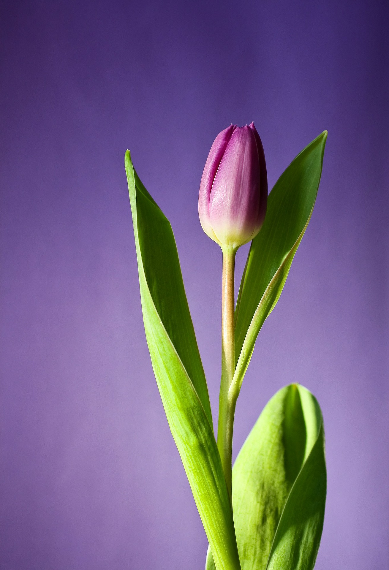 Tulip Purple Flower Mobile Phone full HD wallpaper