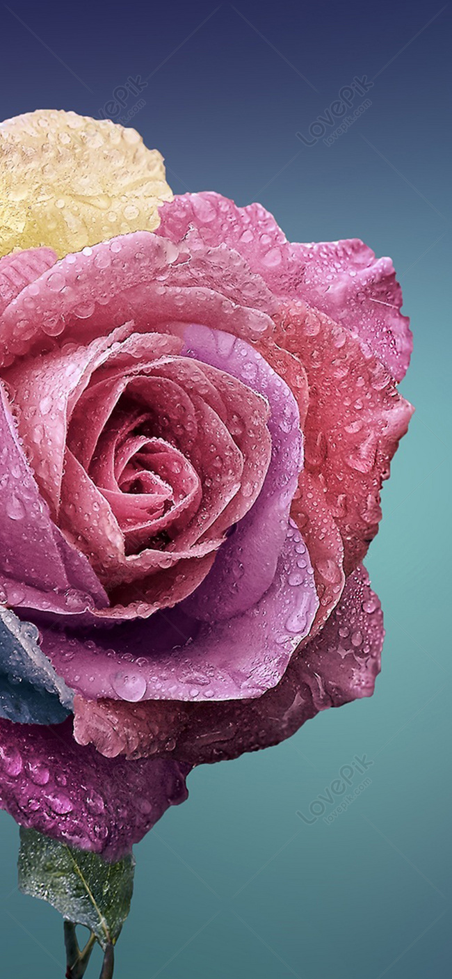 Flower Mobile Wallpaper Image Free Download