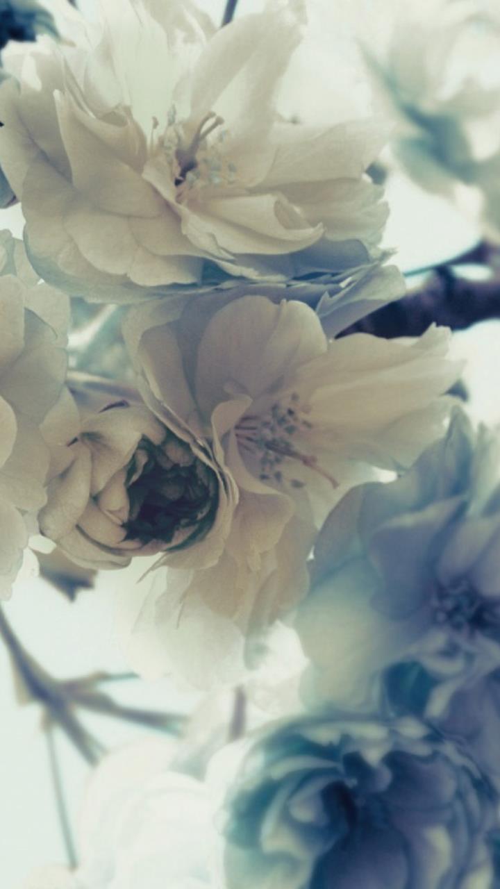 white flowers wallpaper HD Mobile, Desktop Wallpaper