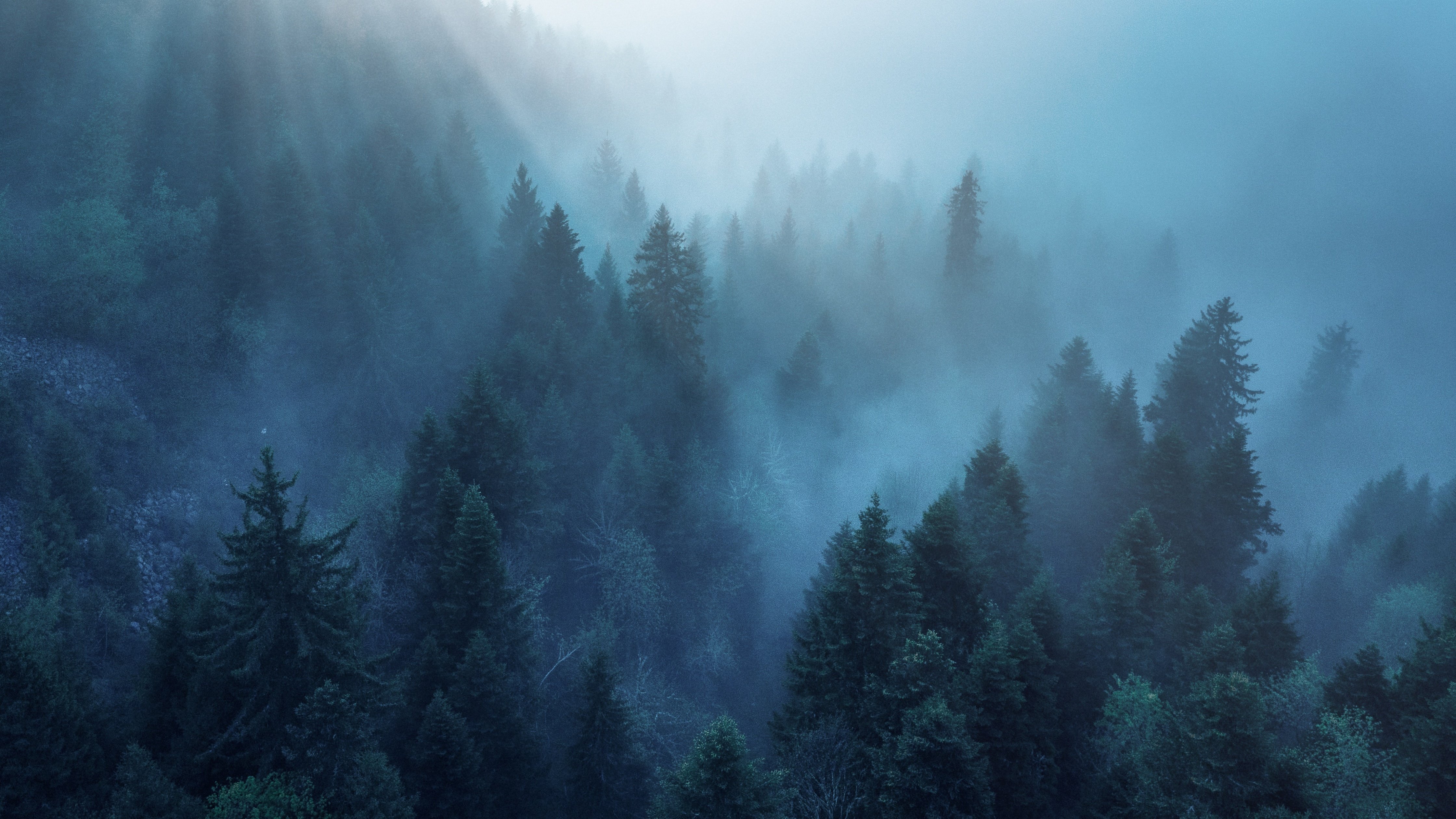 Forest Wallpaper 4K, Rhone Alpes, Sunlight, Nature