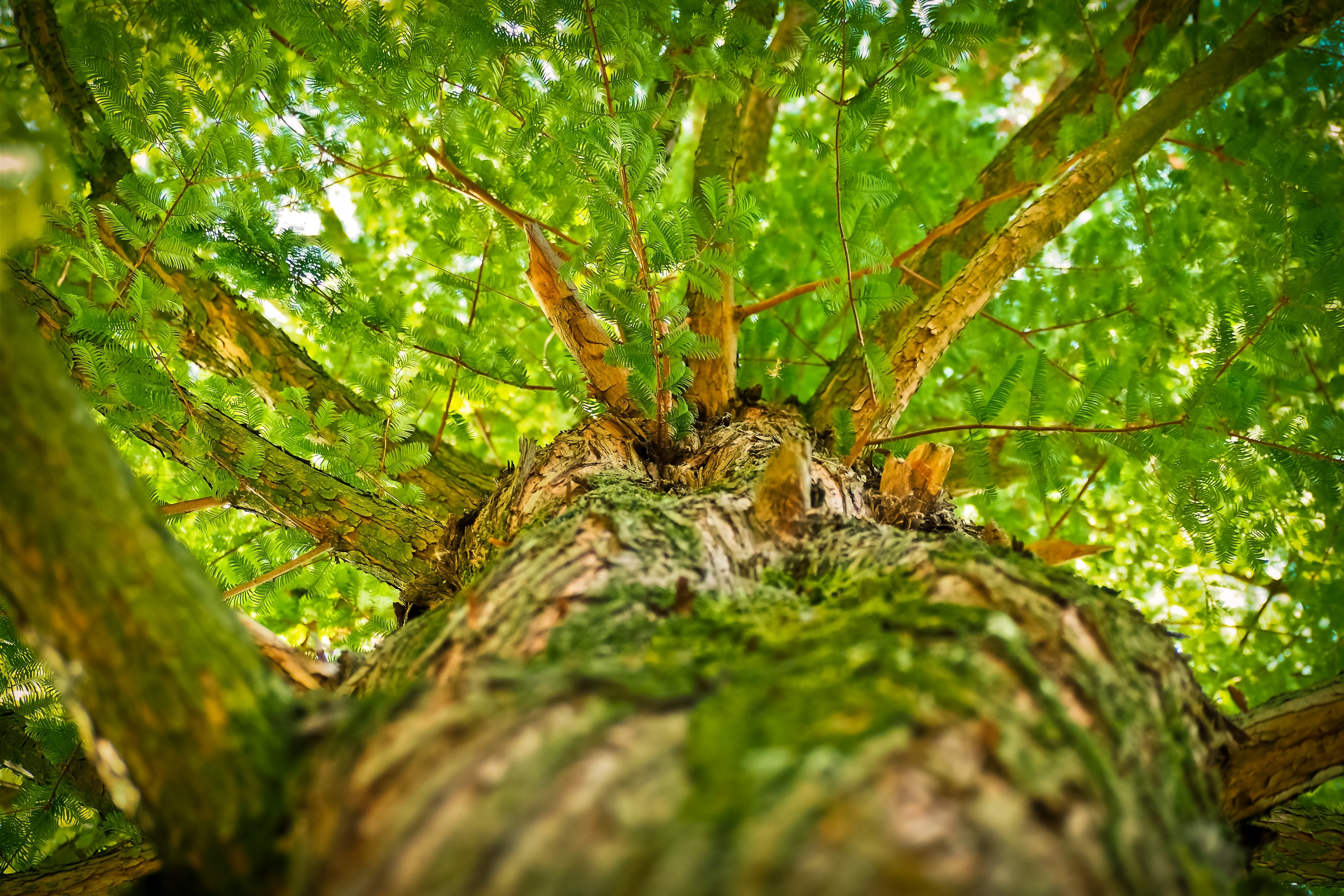 Wallpaper / tree aesthetic branches forest log crown bark 4k wallpaper free download