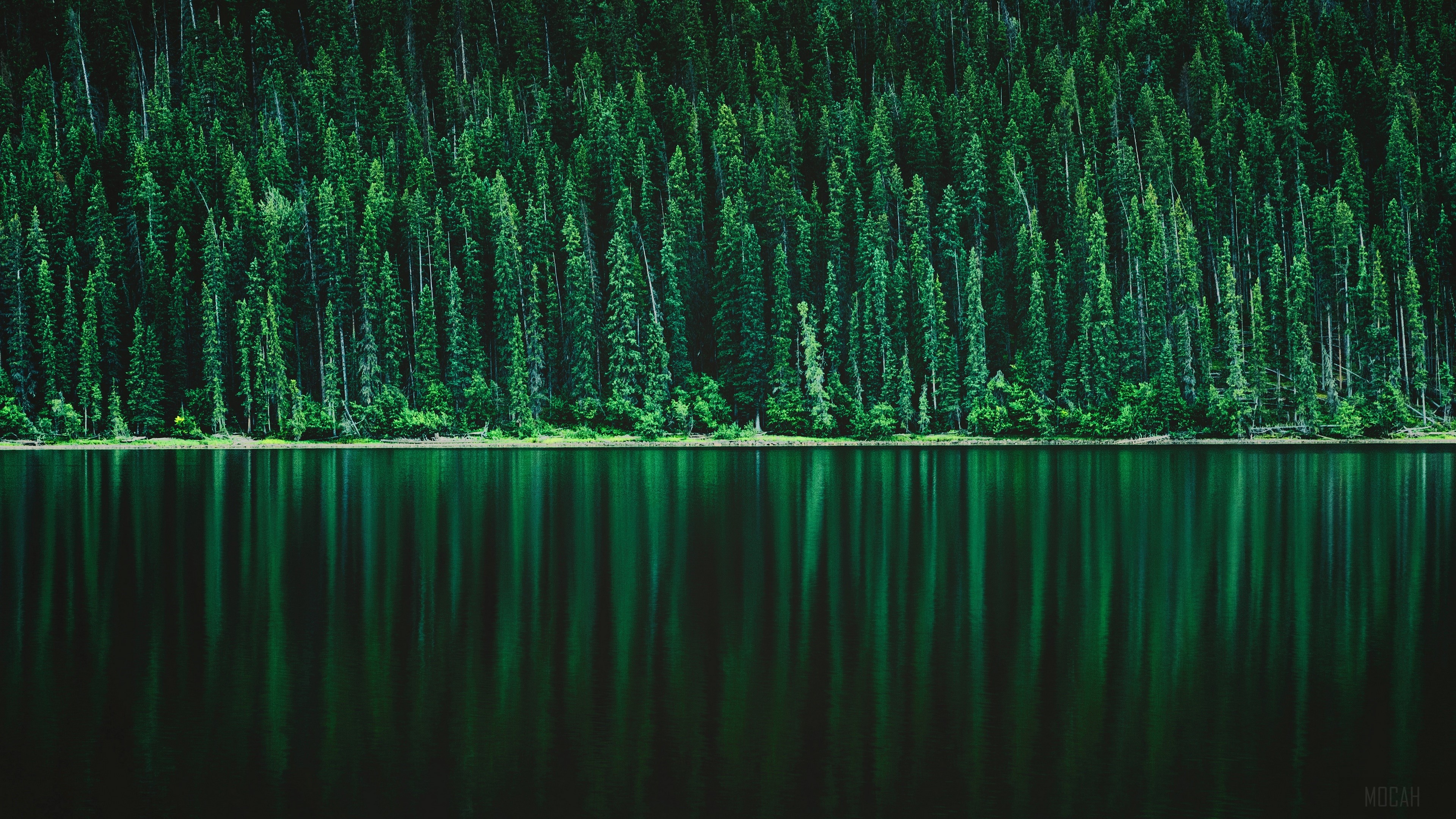 Forest, Greenery, Lake, Nature, Pine, Reflection 4k Gallery HD Wallpaper