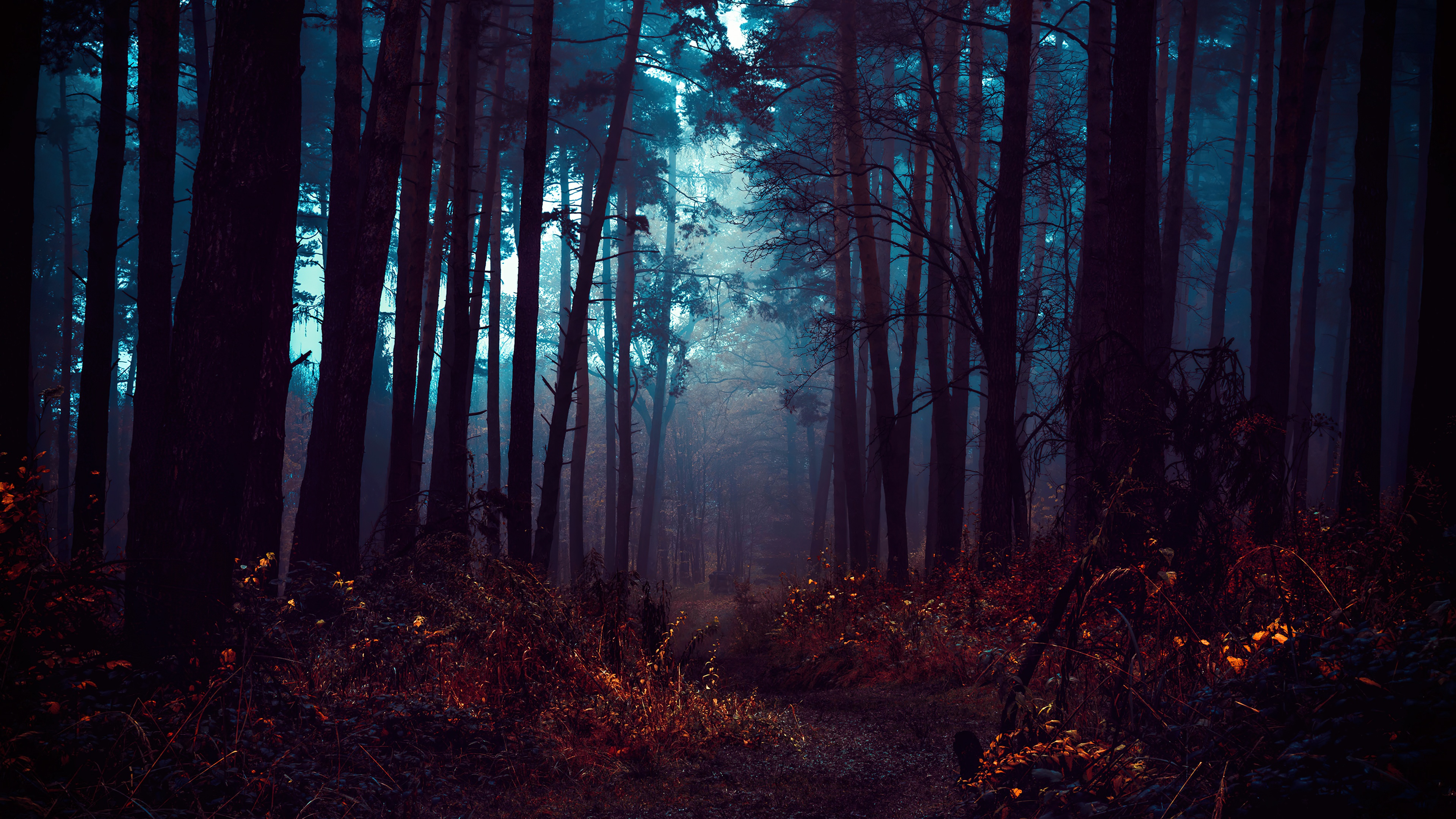 Forest Wallpaper 4K, Fog, Morning, Dark, Nature