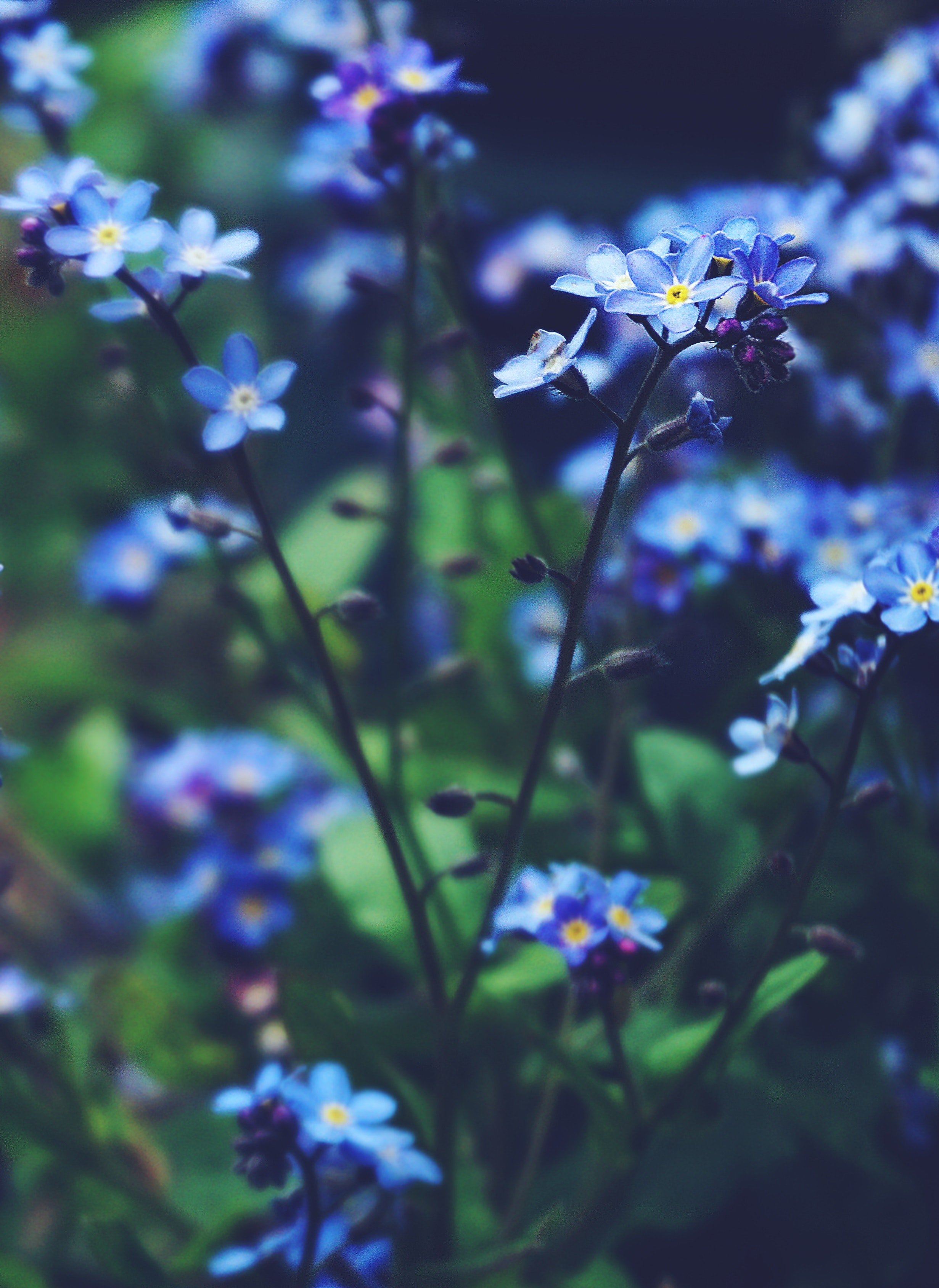 Blue Flowers Photo, Download The BEST Free Blue Flowers & HD Image
