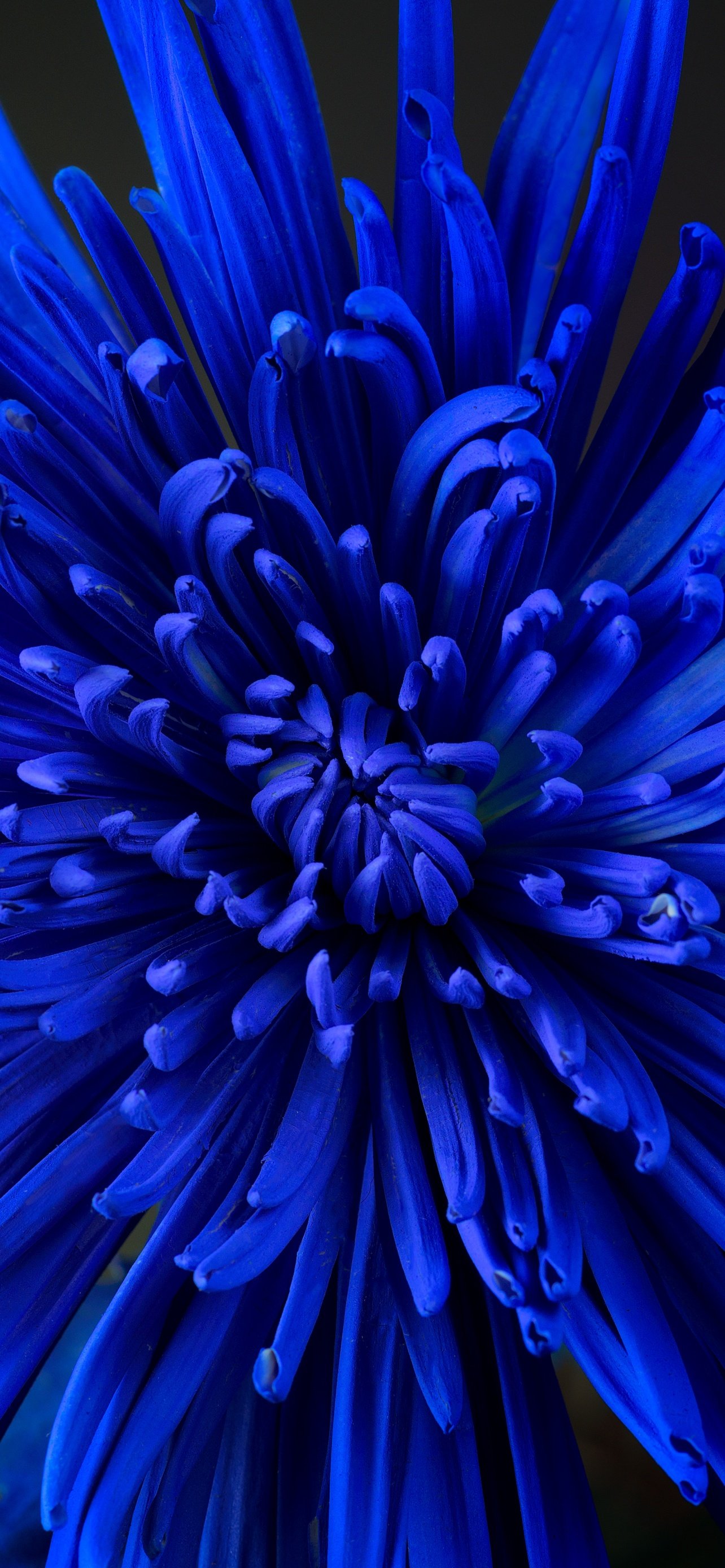 Blue flower Wallpaper 4K, Chrysanthemum, Blossom, Flowers