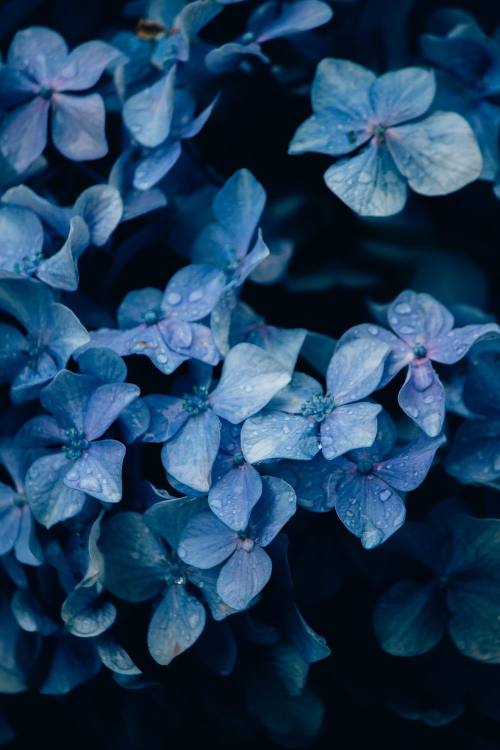Pretty Blue Flower Wallpaper Free Pretty Blue Flower Background