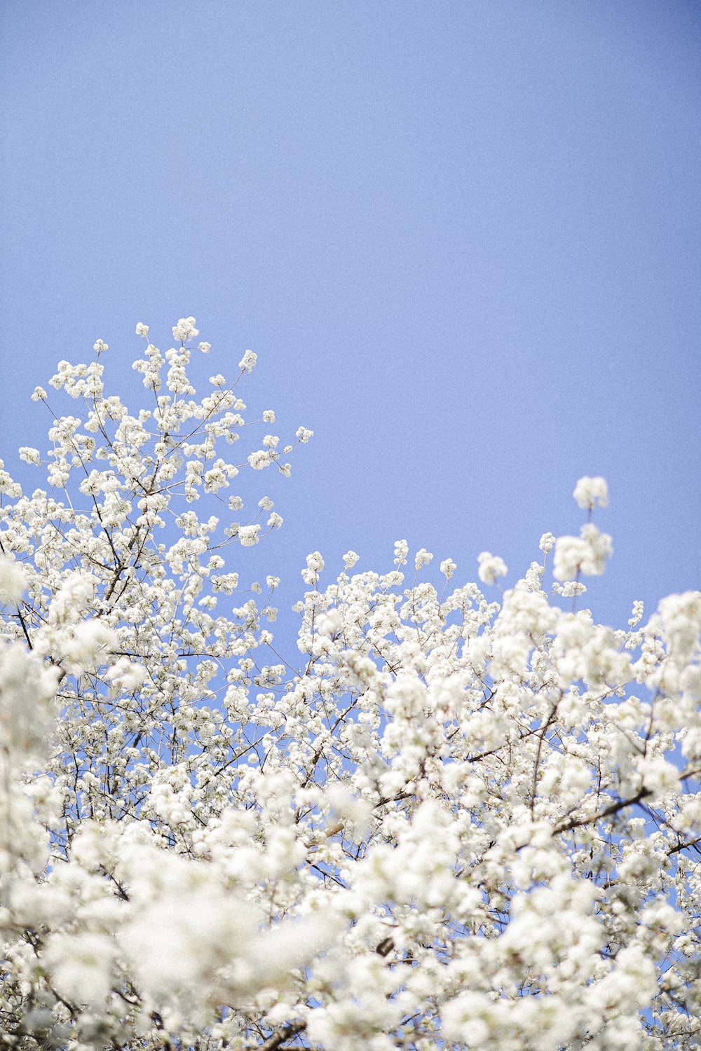 Blue Flowers Picture [HQ]. Download Free Image