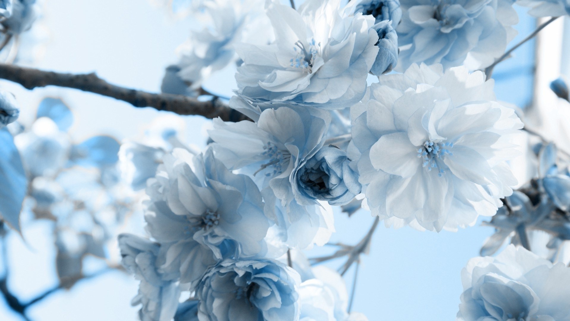 Pretty light blue and white flowers