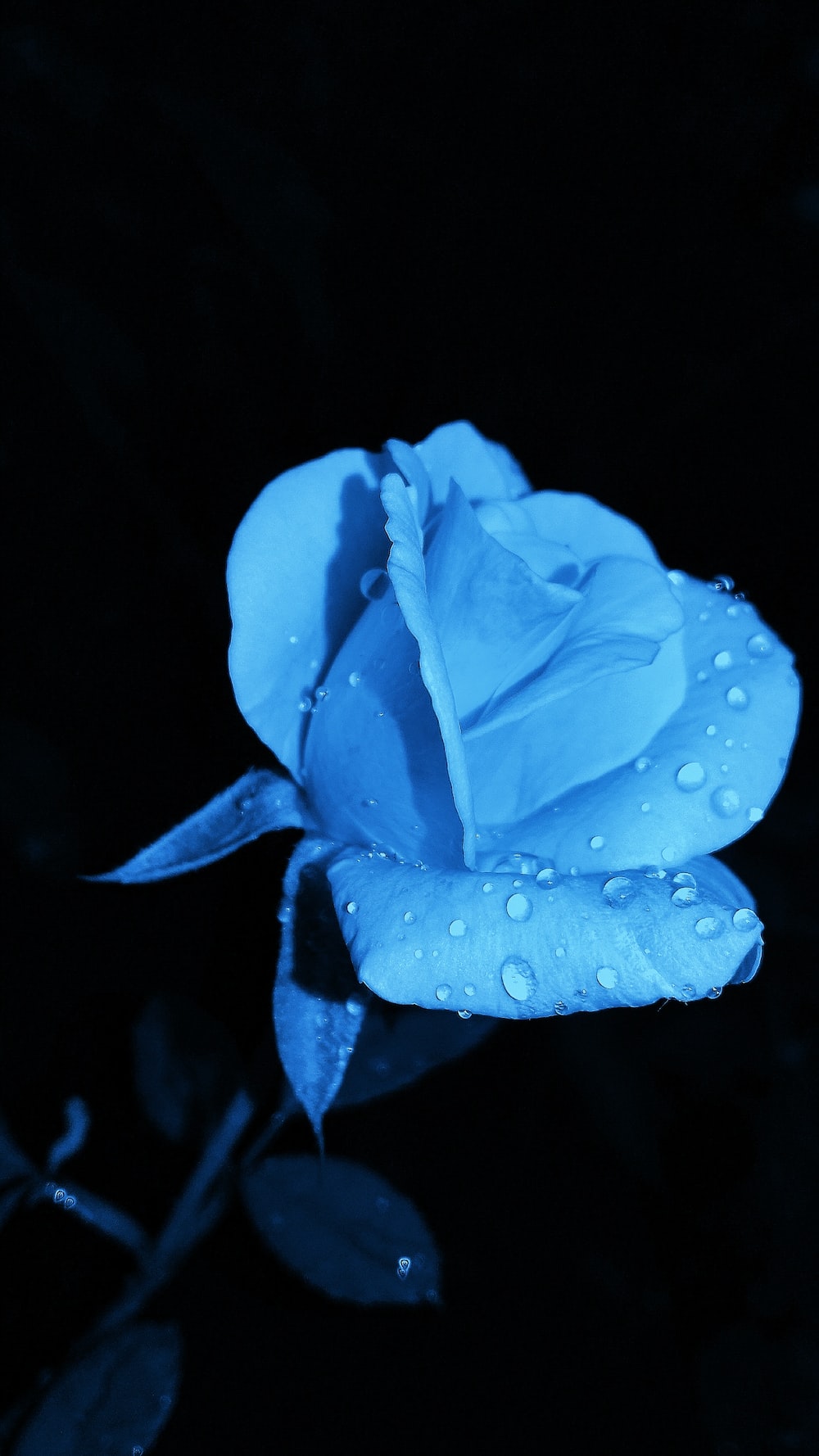 Blue Rose Picture. Download Free Image