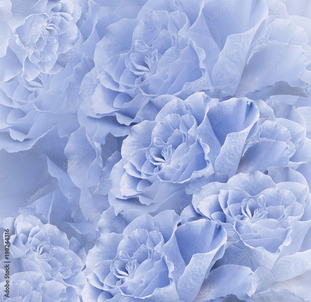 Floral Blue Beautiful Background. Flower Composition. Bouquet Of Flowers From Light Blue Roses. Close Up. Nature