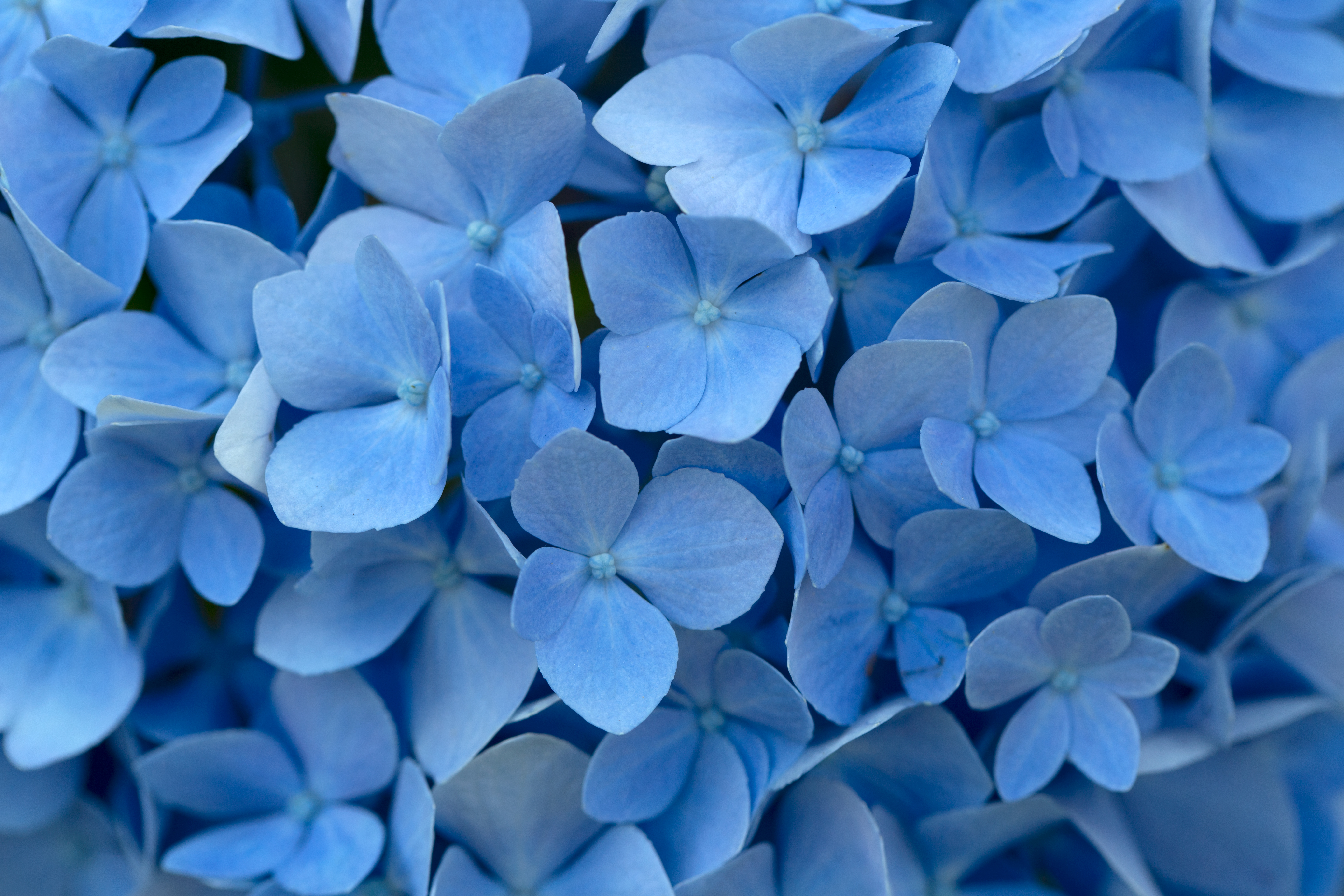 Blue Flowers Background Royalty Free