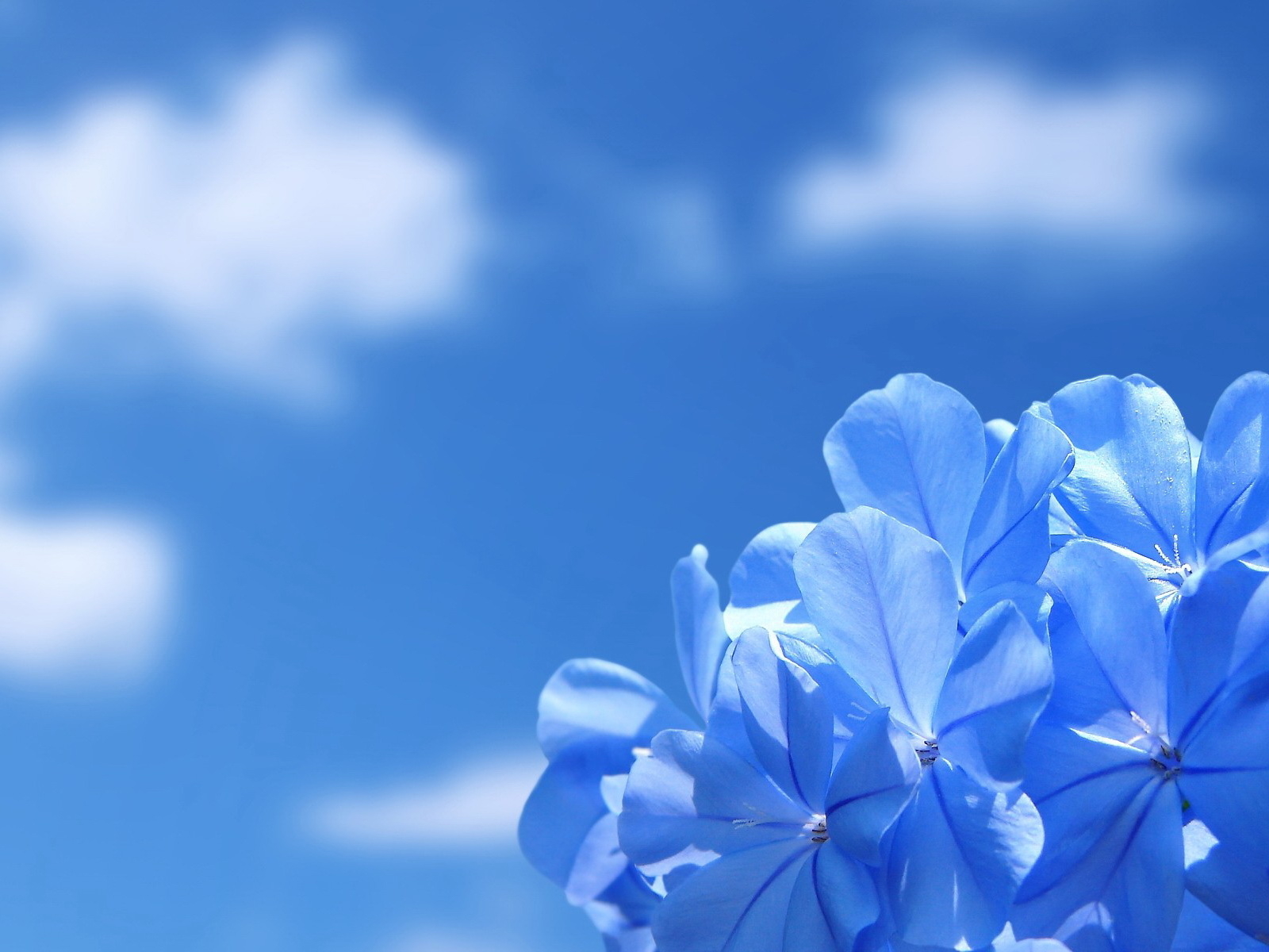 Blue Flower HD Wallpaper and Background