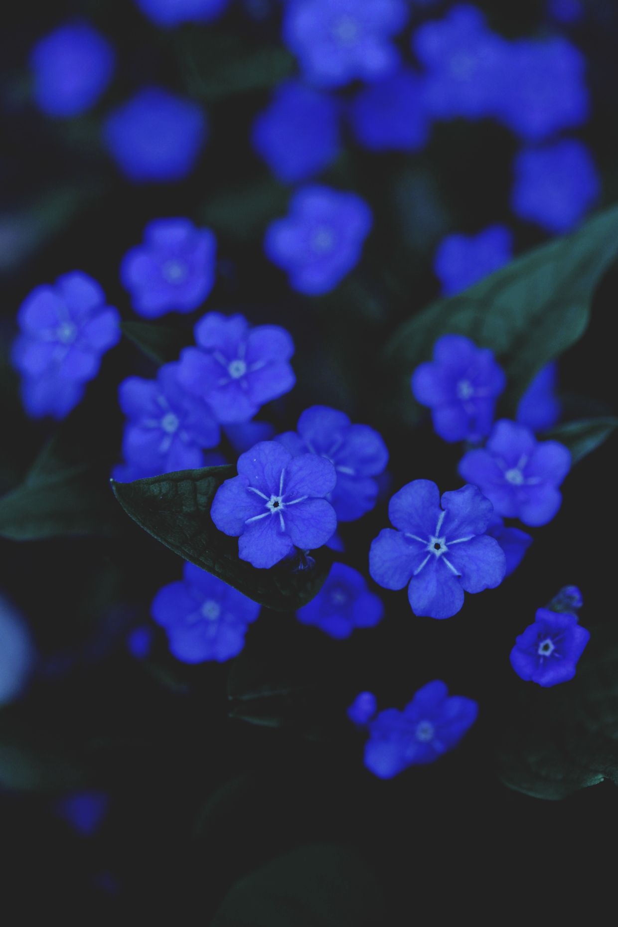 Blue Aesthetic. Beautiful Flowers Wallpaper Download