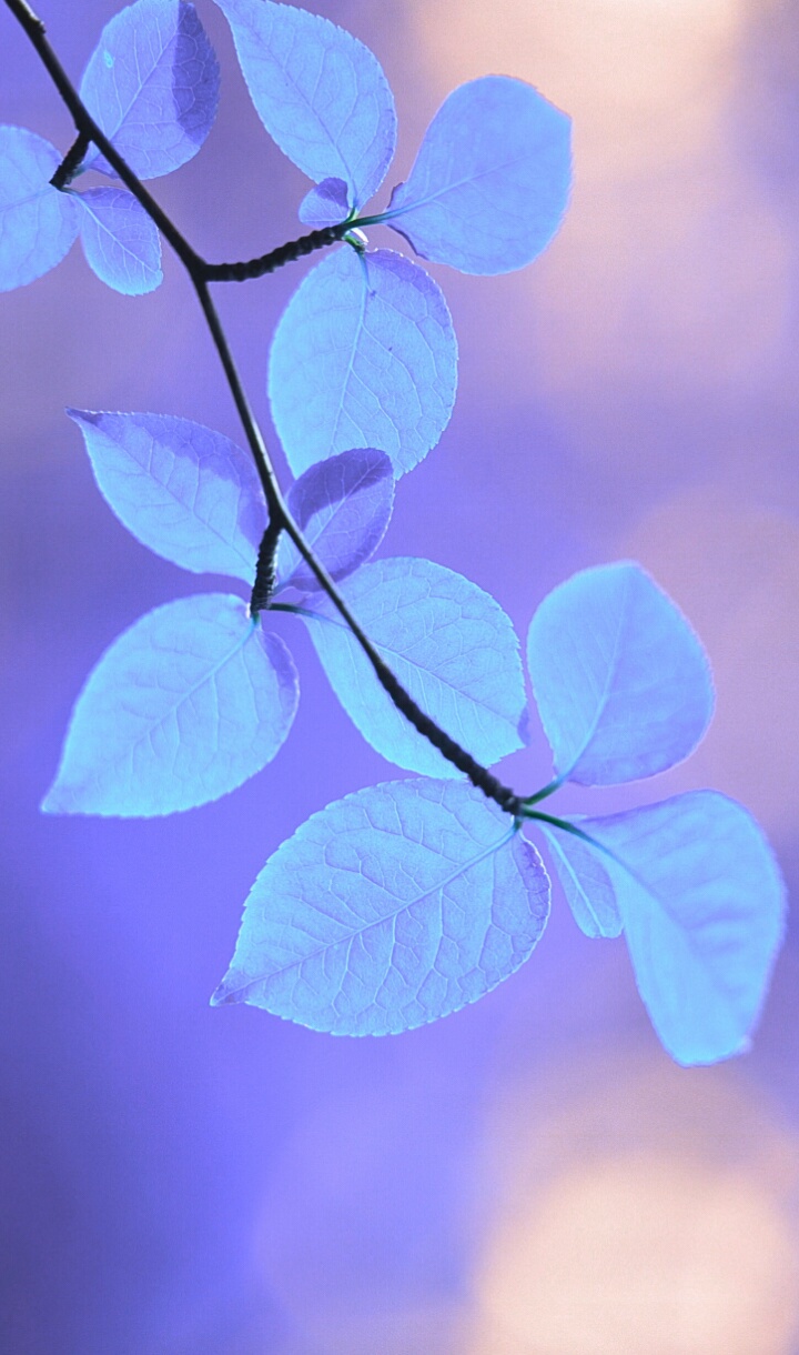 Pretty Blue Flower Wallpaper