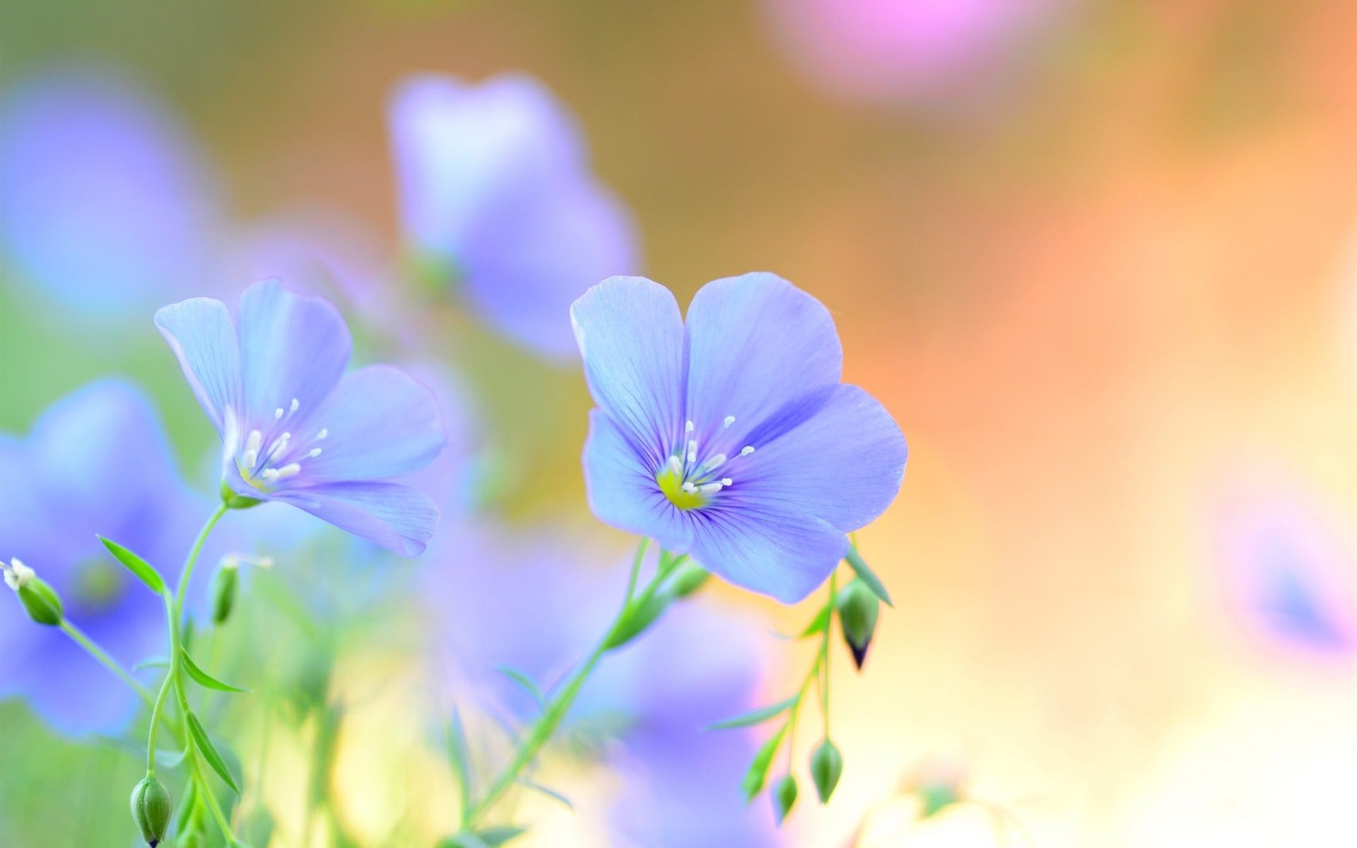 Light Blue Flower