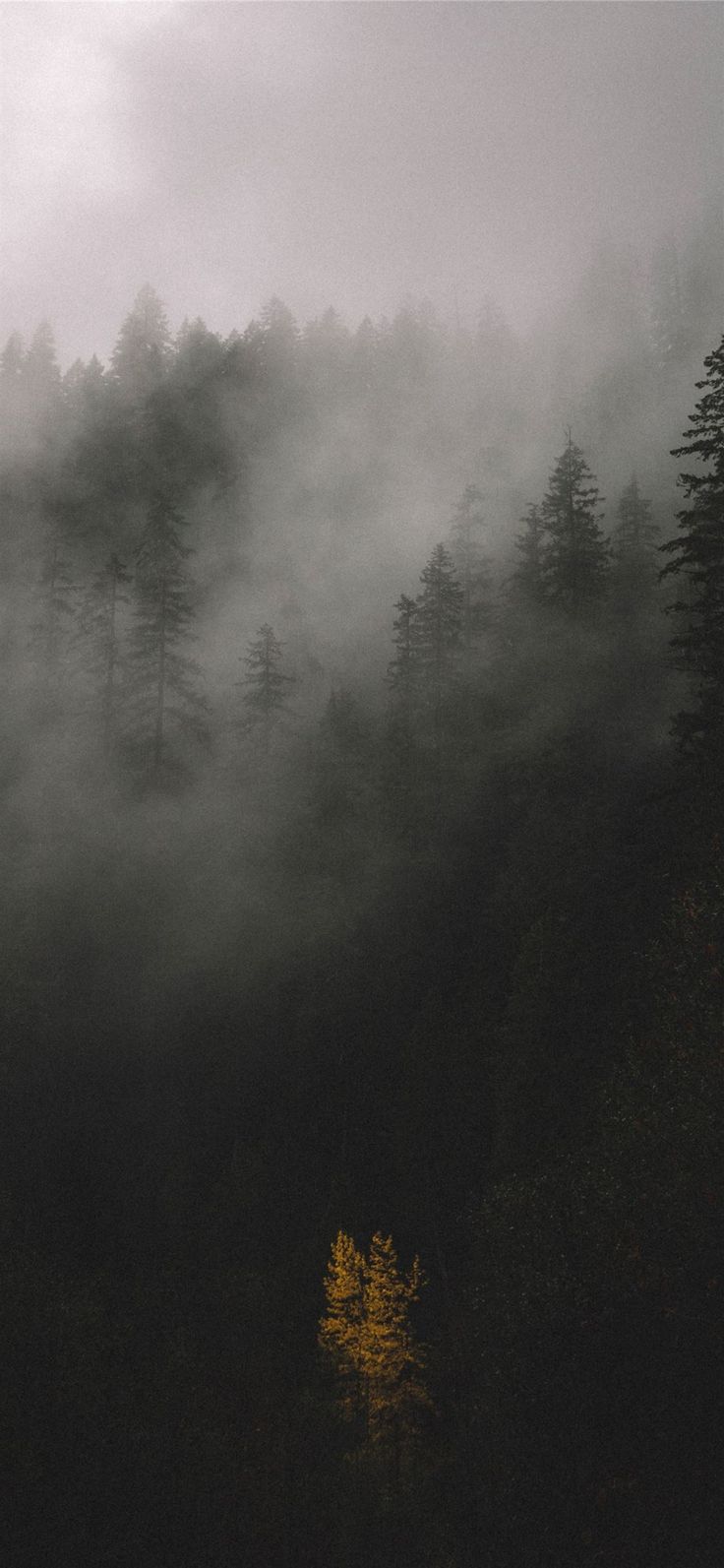 trees covered by fog #forest #grey #nature #tree #trees #UnitedStates #iPhoneXWallpaper. Dark grey wallpaper, Grey wallpaper iphone, Dark academia wallpaper