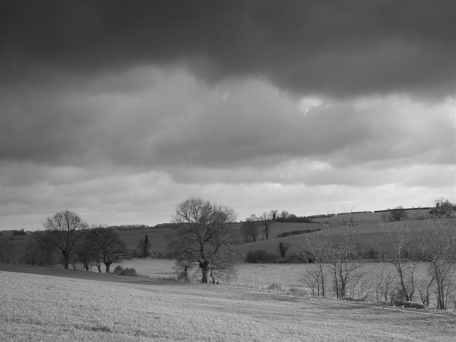 Gray Nature Wallpaper