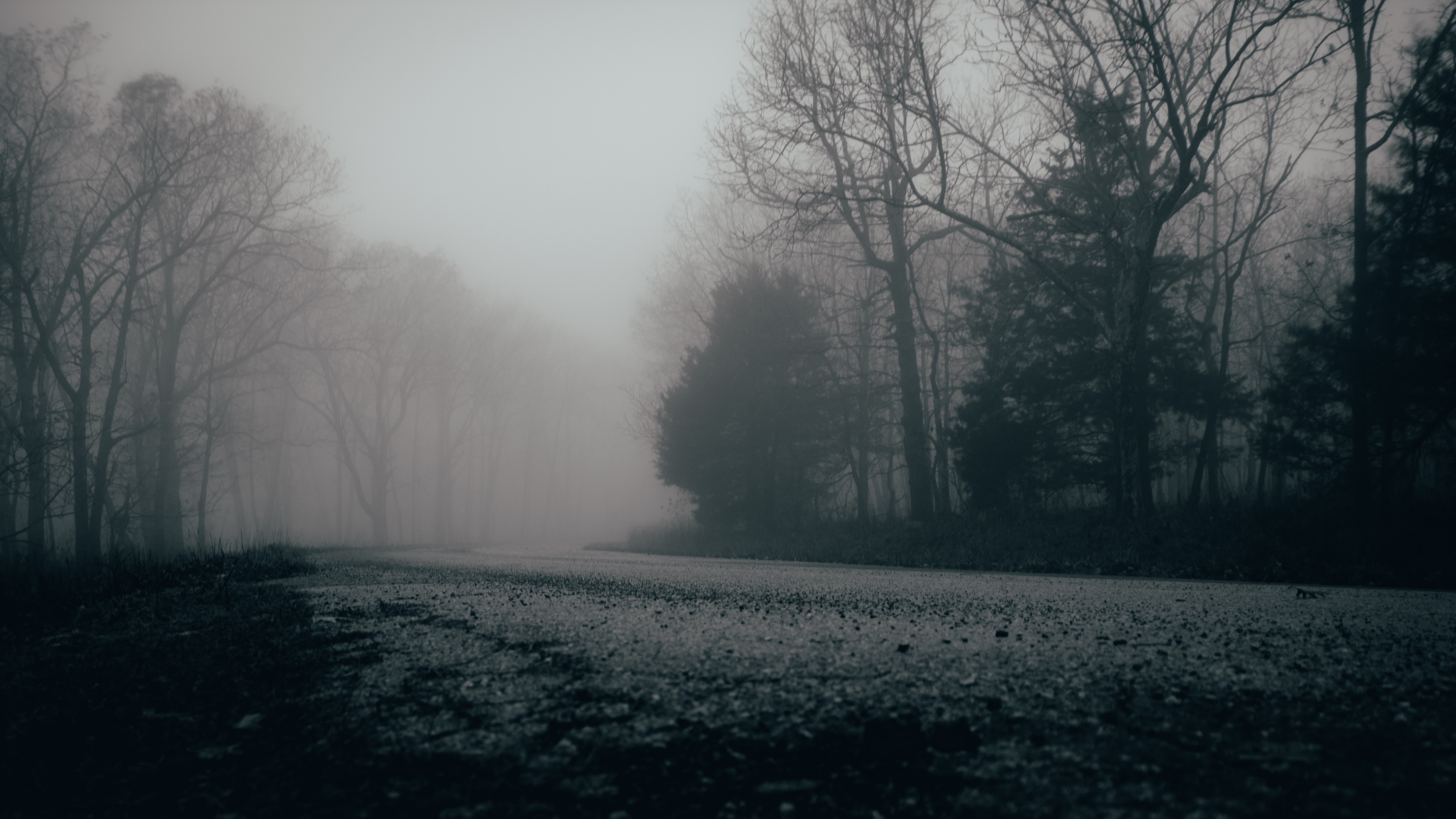 Wallpaper, mist, gloomy, grey, trees, nature, forest 4660x2621