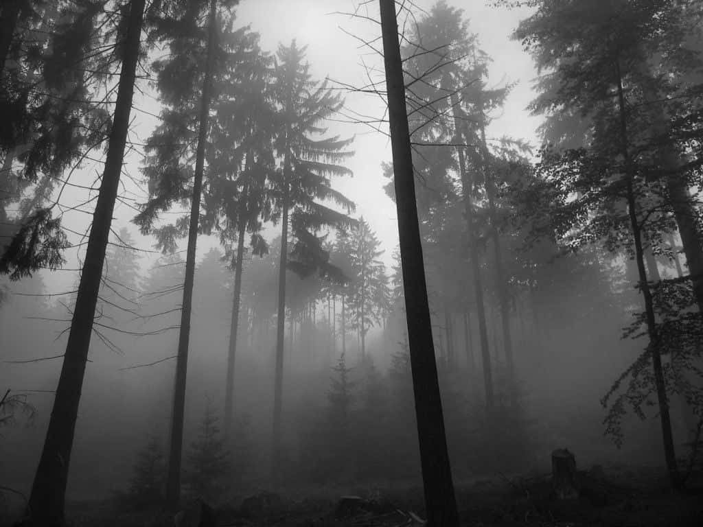 Download Grey Aesthetic Desktop Fog Trees Wallpaper