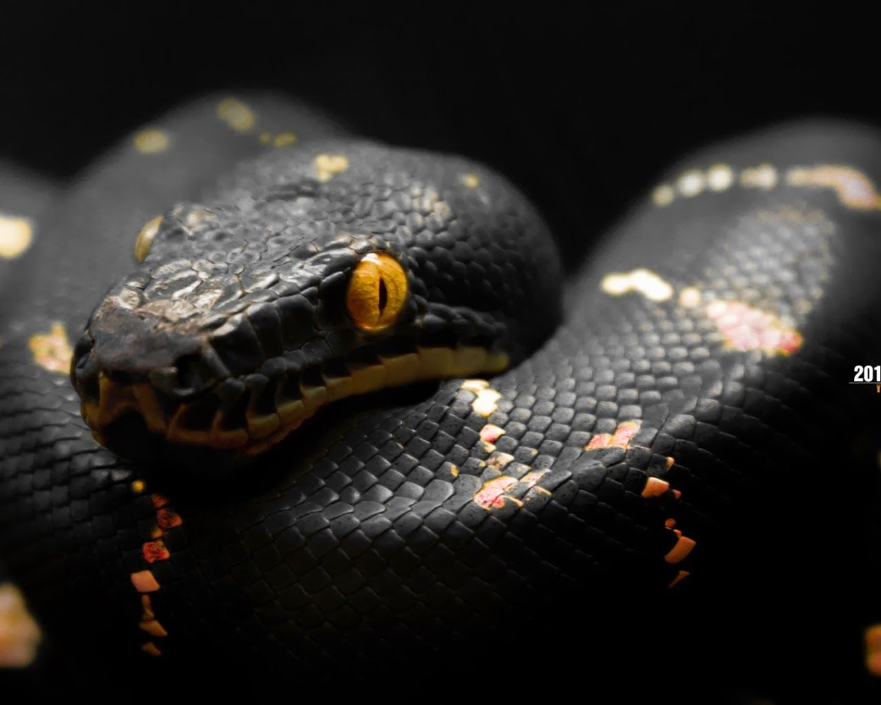 HD Snake Wallpaper Free HD Snake