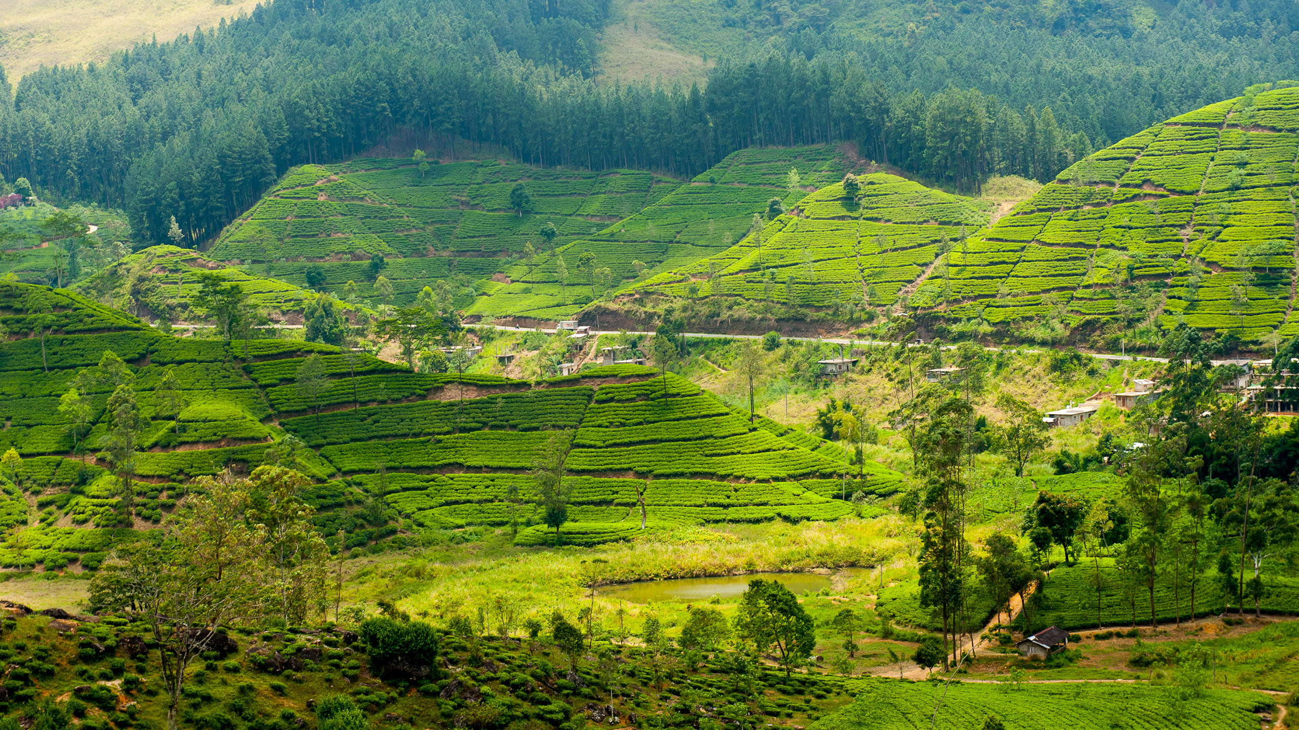 Sri Lankan Tea Plantation Holidays 2023 2024. Abercrombie & Kent