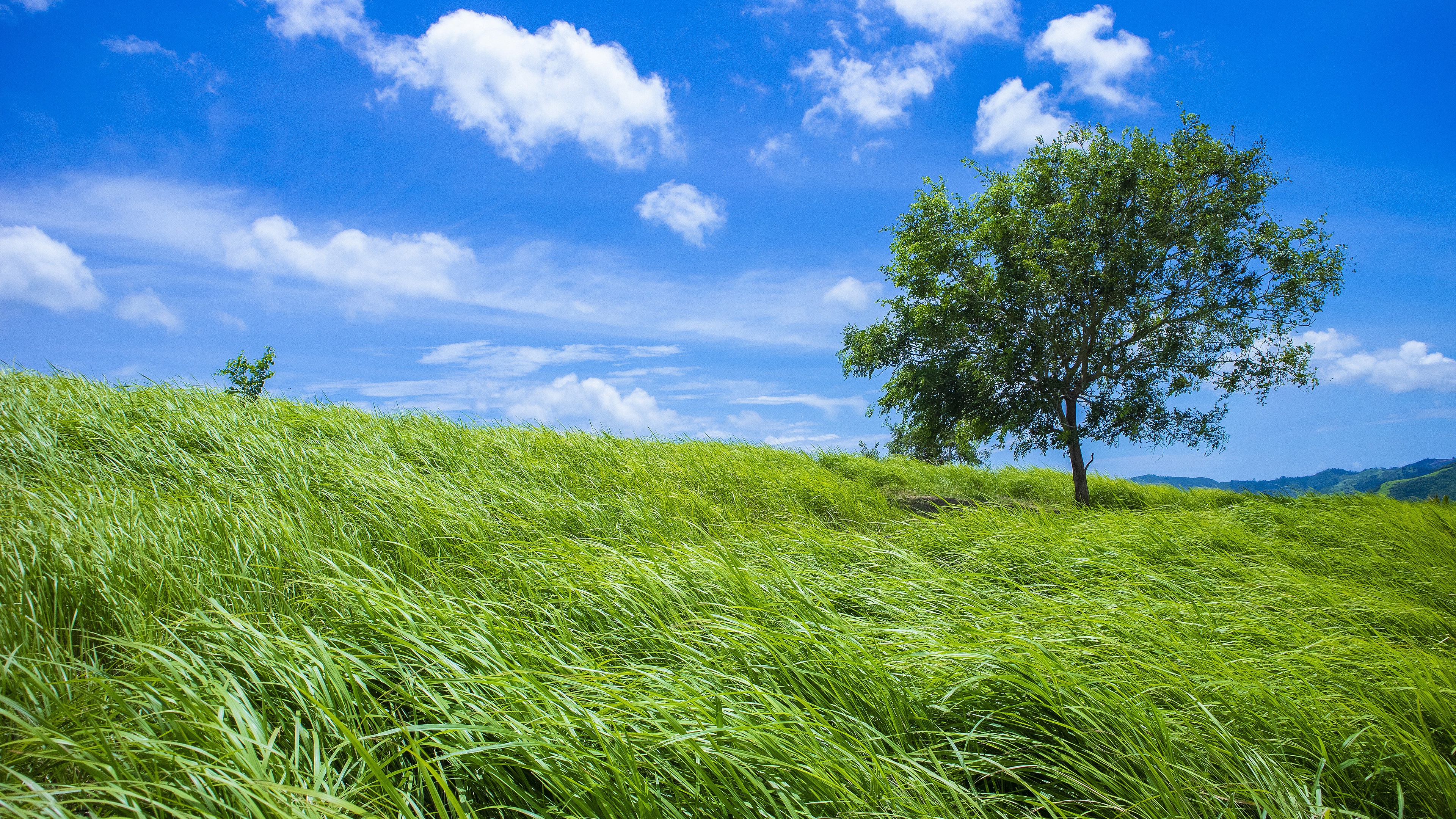 Tree 4K, Summer, Field, Grass, Sky Gallery HD Wallpaper