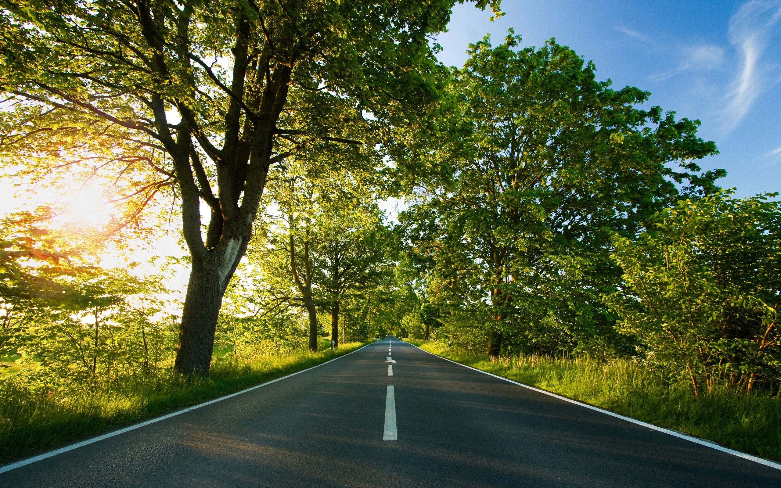 Wallpaper, 2560x1600 px, landscape, nature, photography, plants, road, summer, Sun, trees 2560x1600