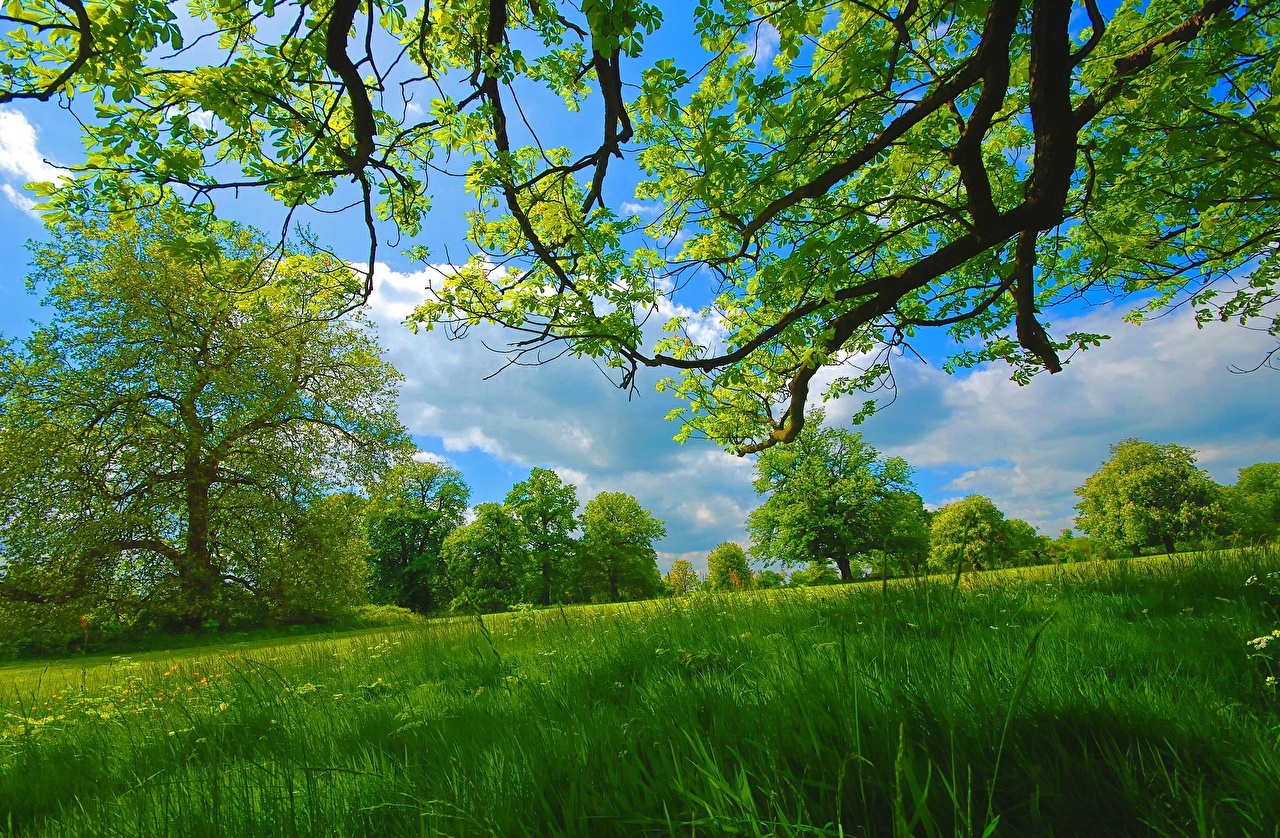 Green Summer Nature Grass Branches Trees