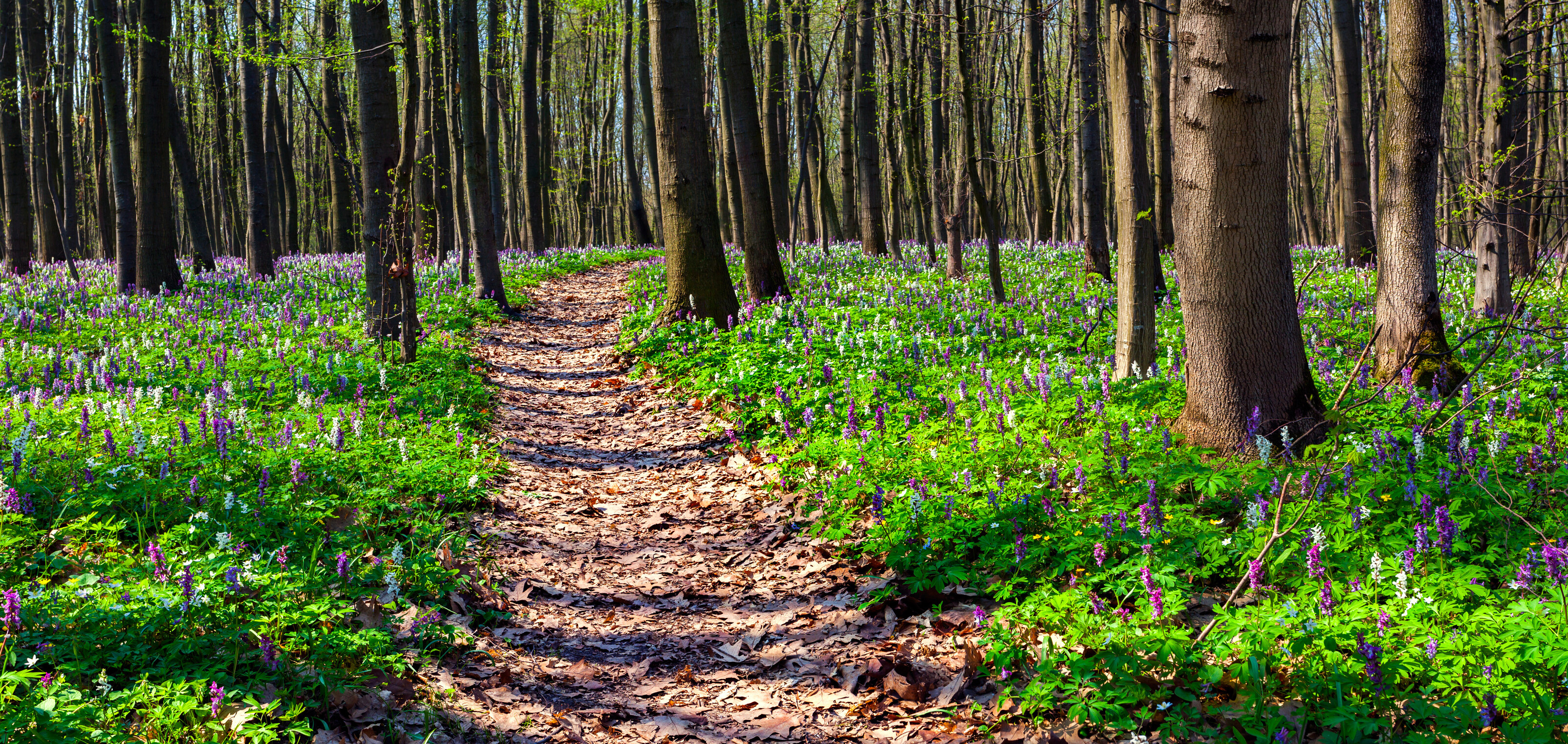 Spring Forest Floor Wall Mural Your Way
