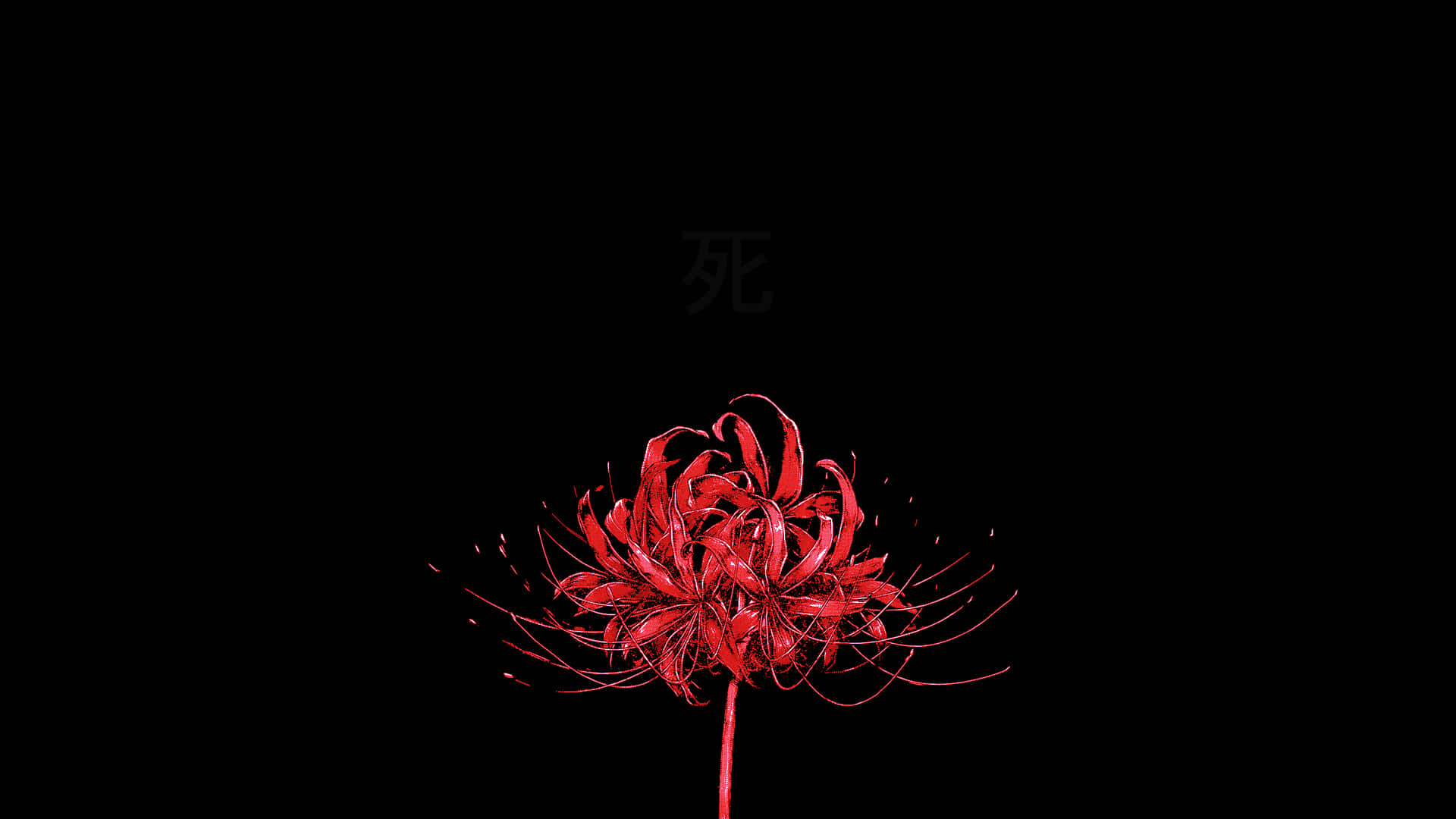 Download Vonflora Spider Lily Flower Wallpaper