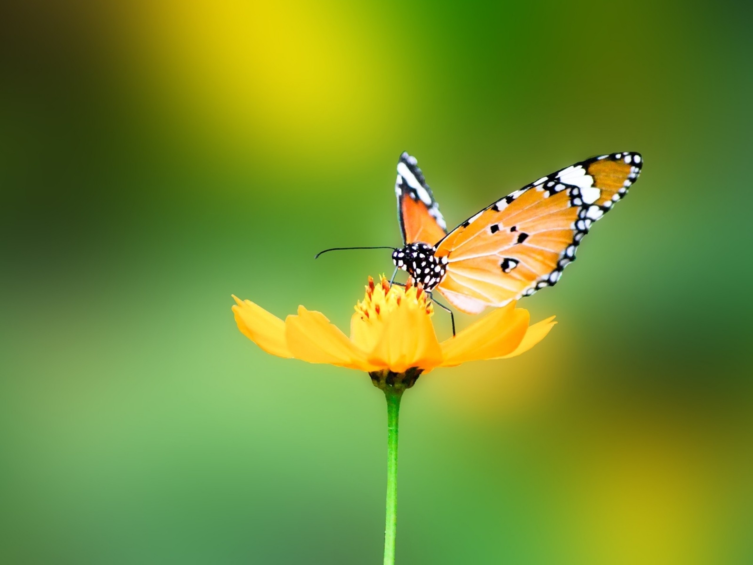 Wallpaper, 2560x1920 px, animals, butterfly, nature 2560x1920