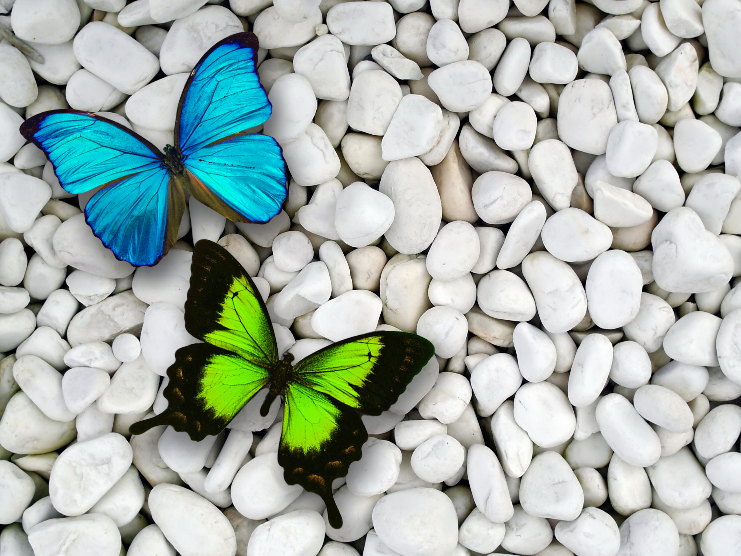 Blue & Green Butterfly desktop PC and Mac wallpaper