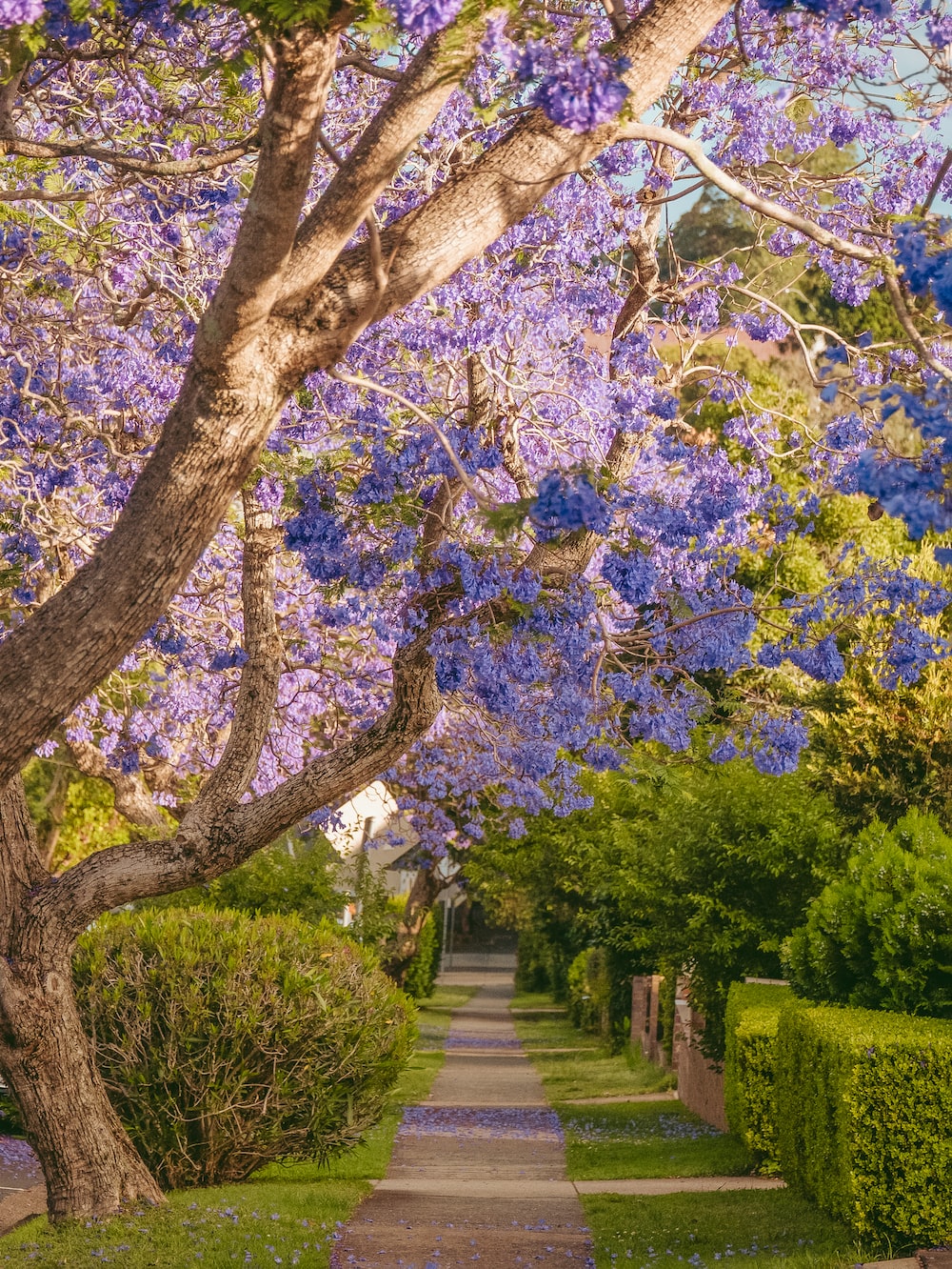 Jacarandas Picture. Download Free Image