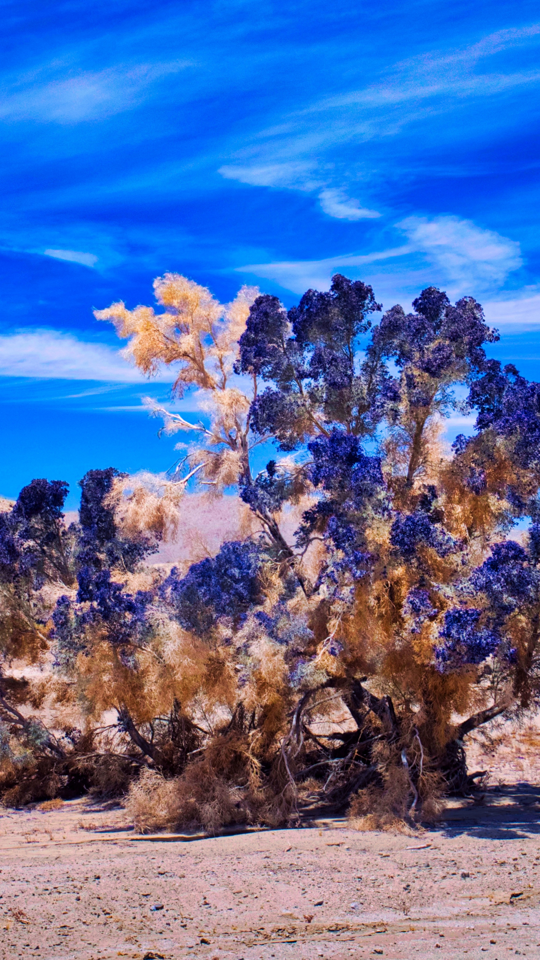 Jacaranda Tree iPhone Wallpaper