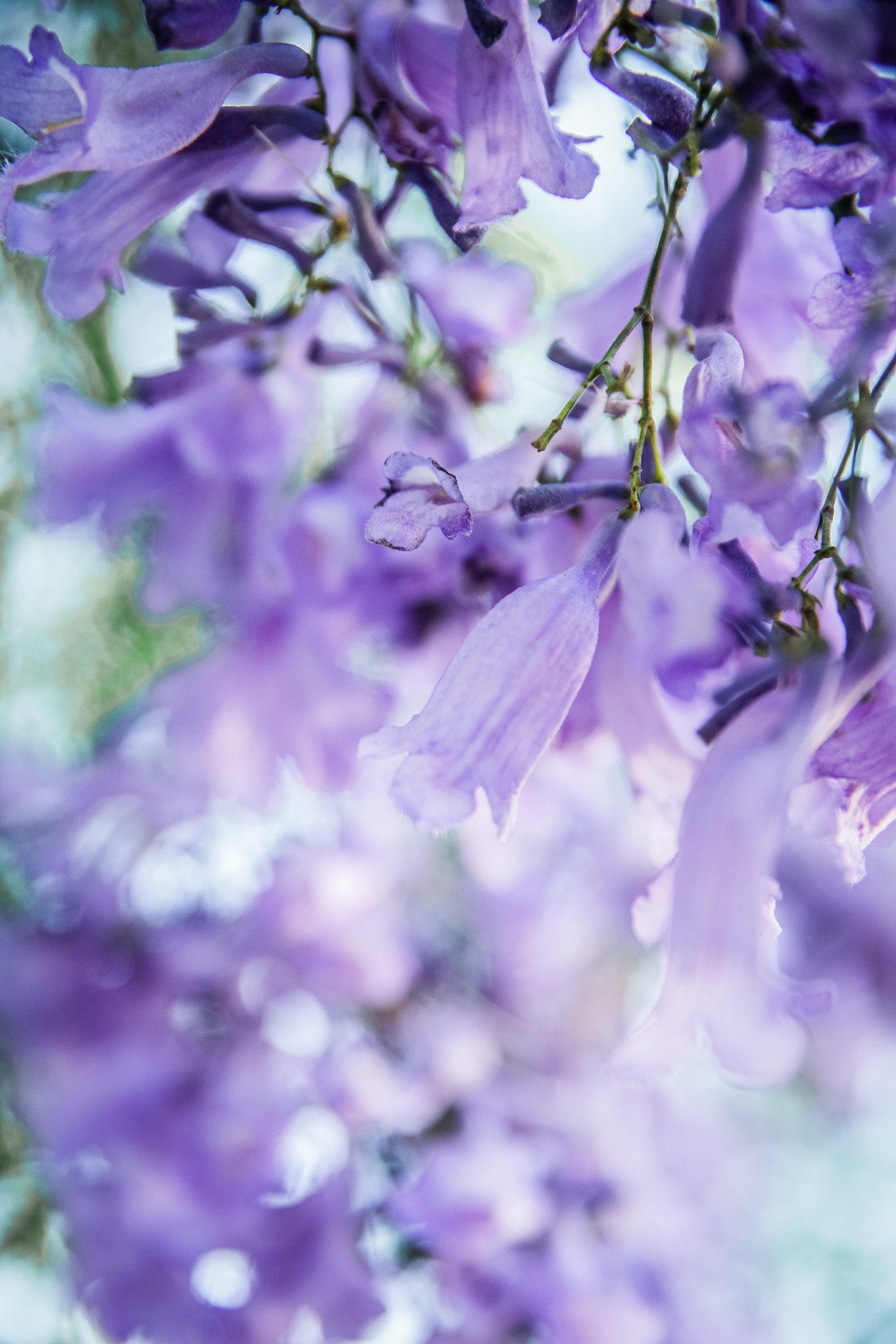 Jacaranda Tree Photo, Download The BEST Free Jacaranda Tree & HD Image