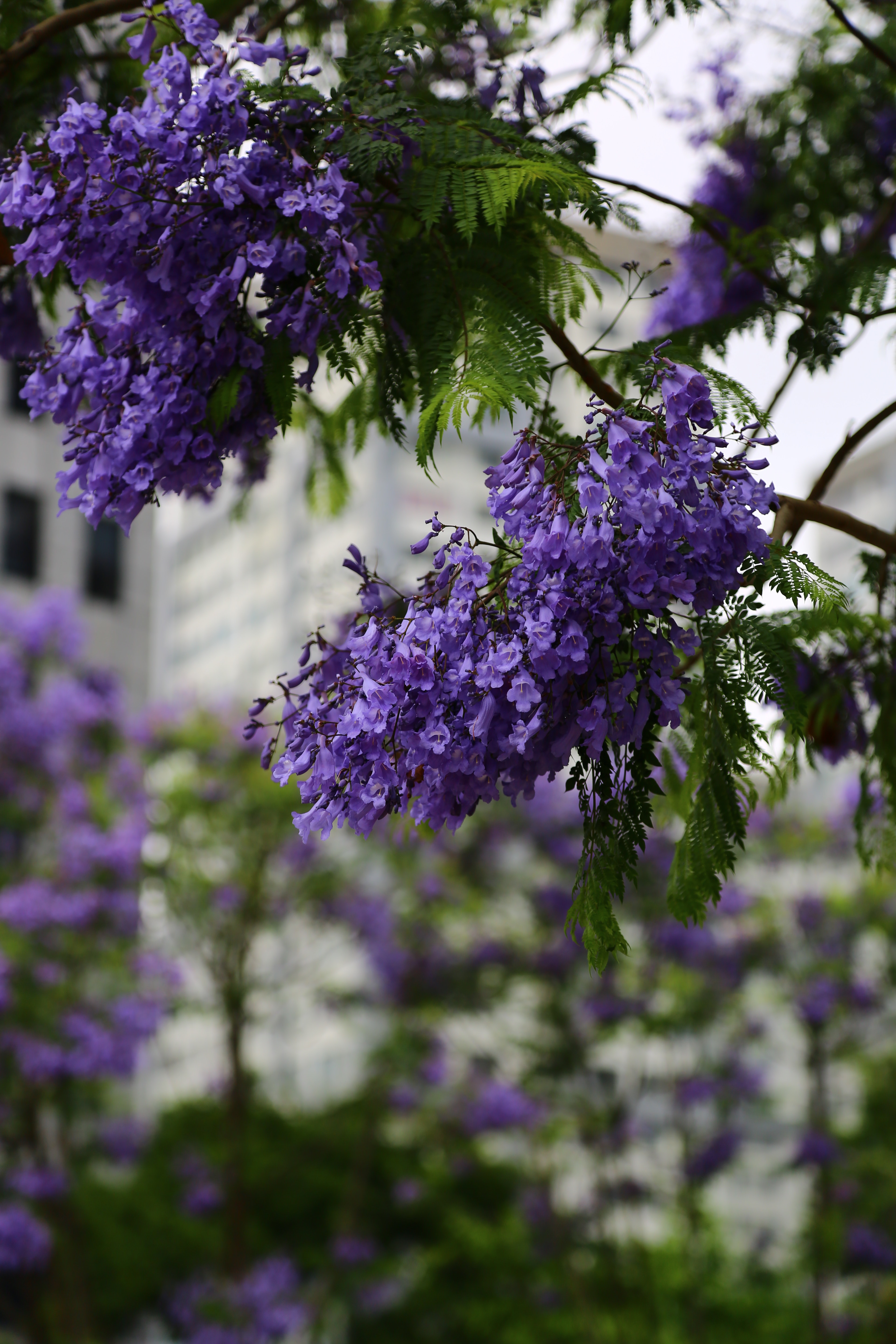 Jacaranda Photo, Download The BEST Free Jacaranda & HD Image