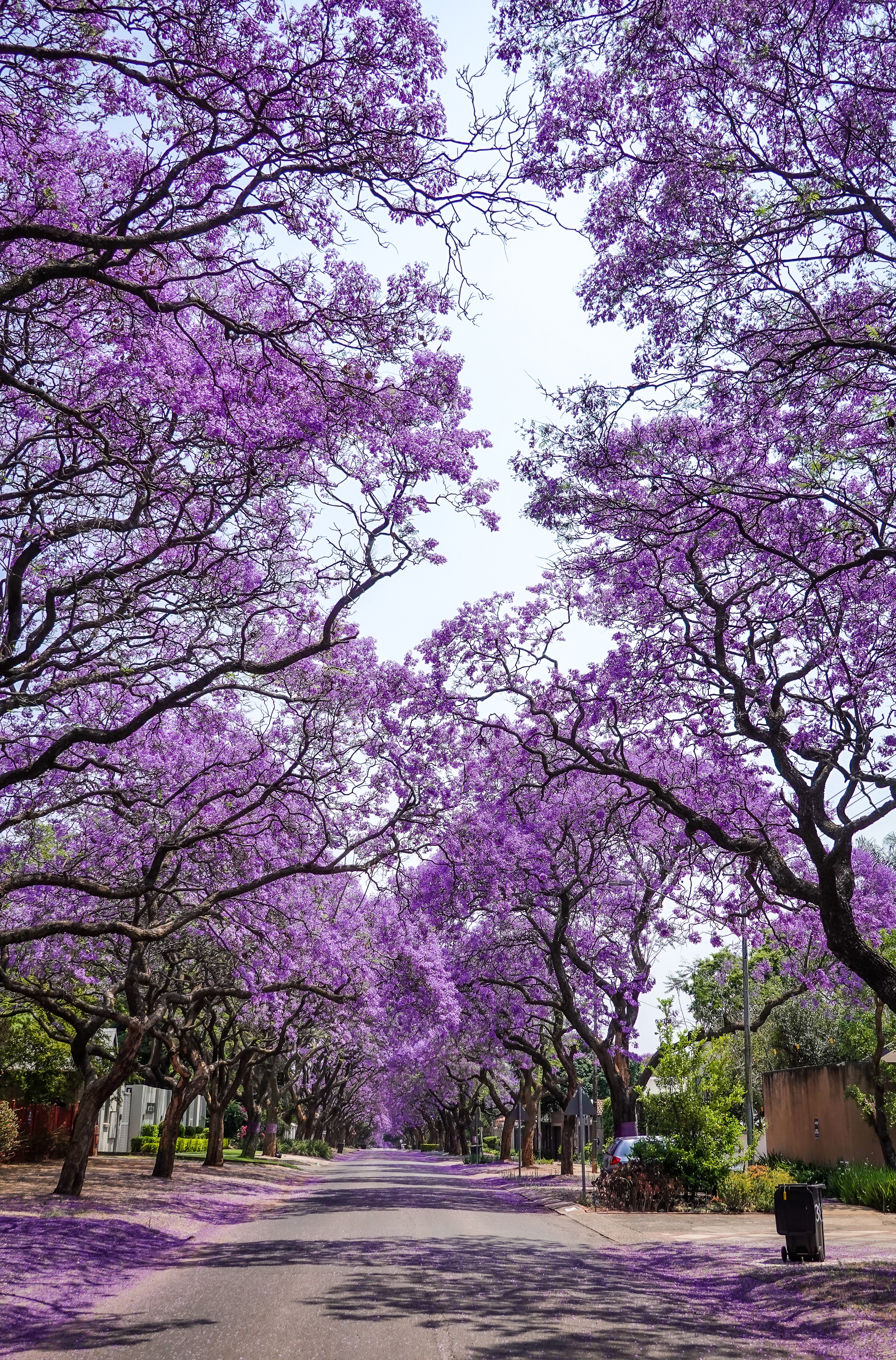 Jacaranda Trees Photo, Download The BEST Free Jacaranda Trees & HD Image