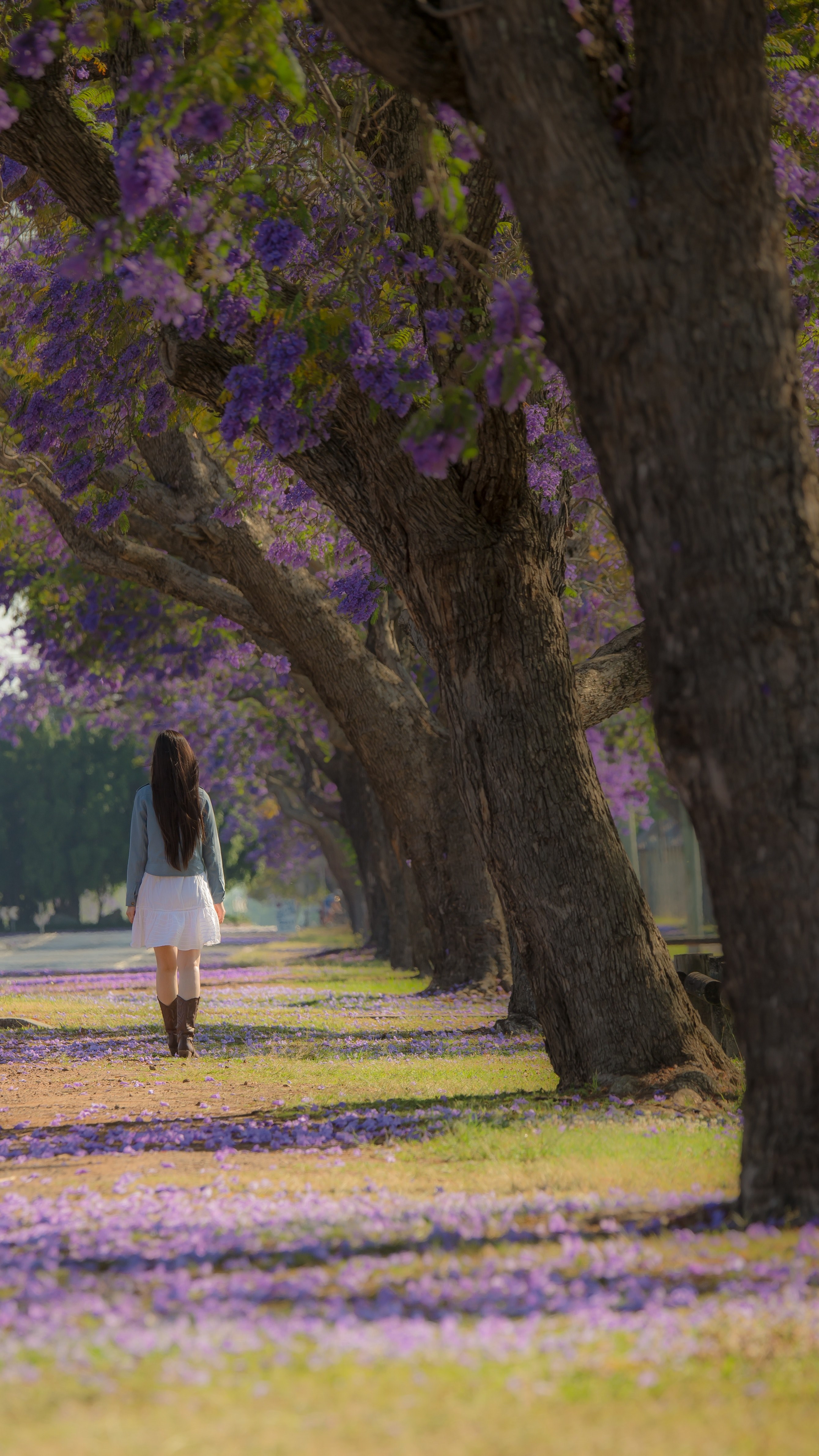 Wallpaper / jacaranda festival 4k wallpaper free download
