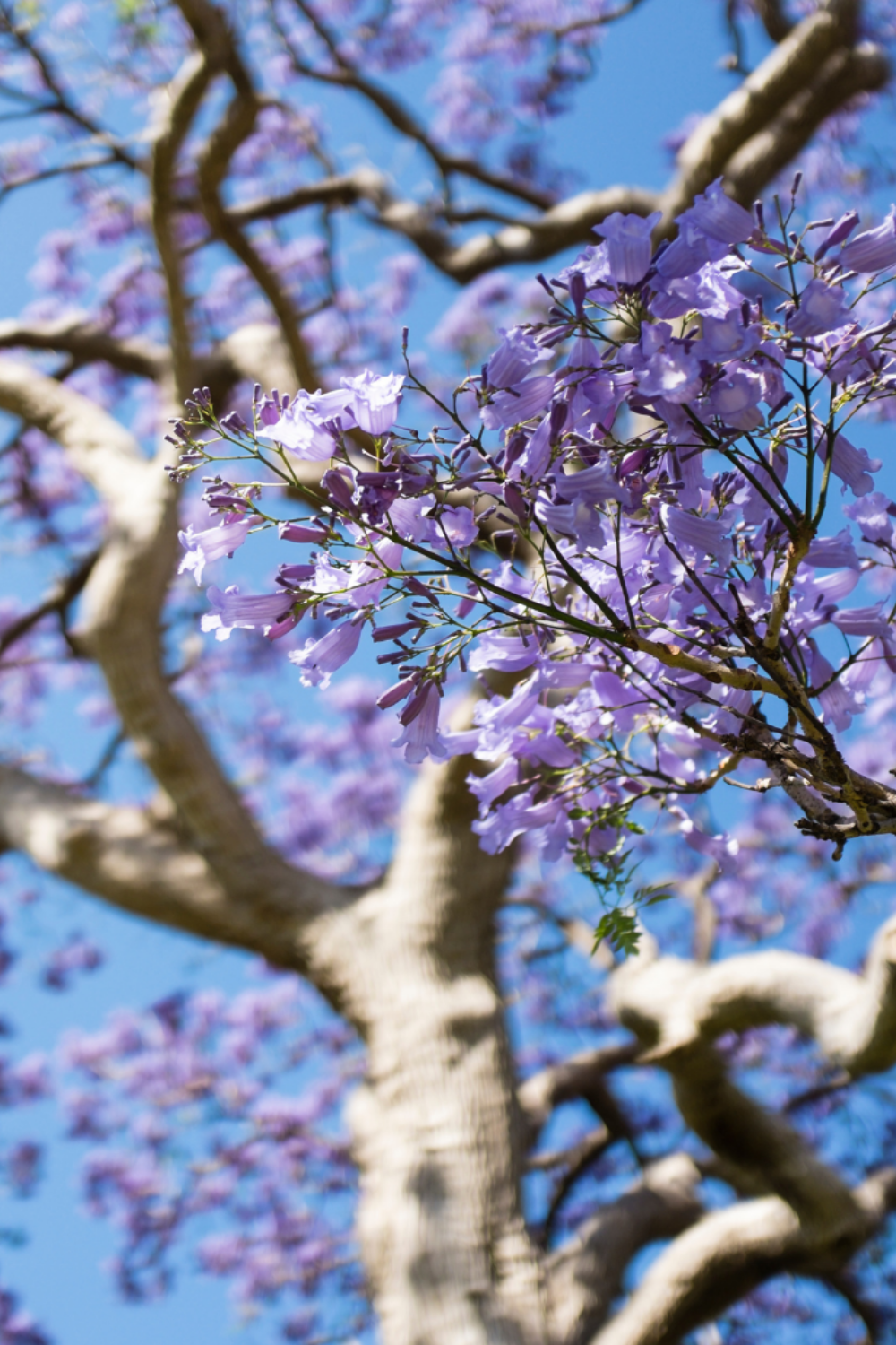 Jacaranda Tree. Jacarandas, Planta jacaranda, Flores bonitas