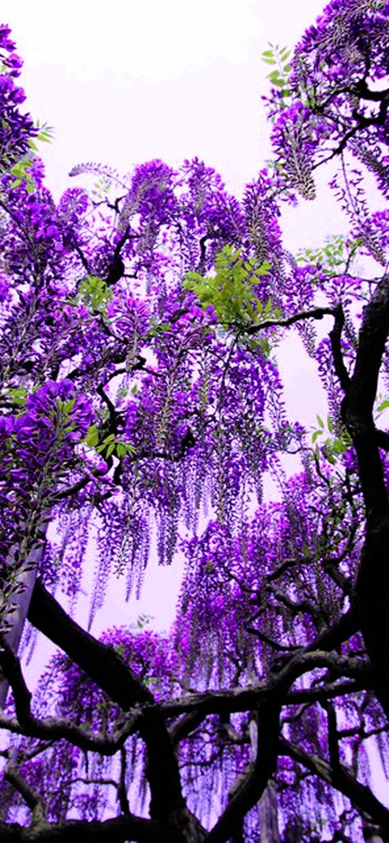 Purple flowers in the trees