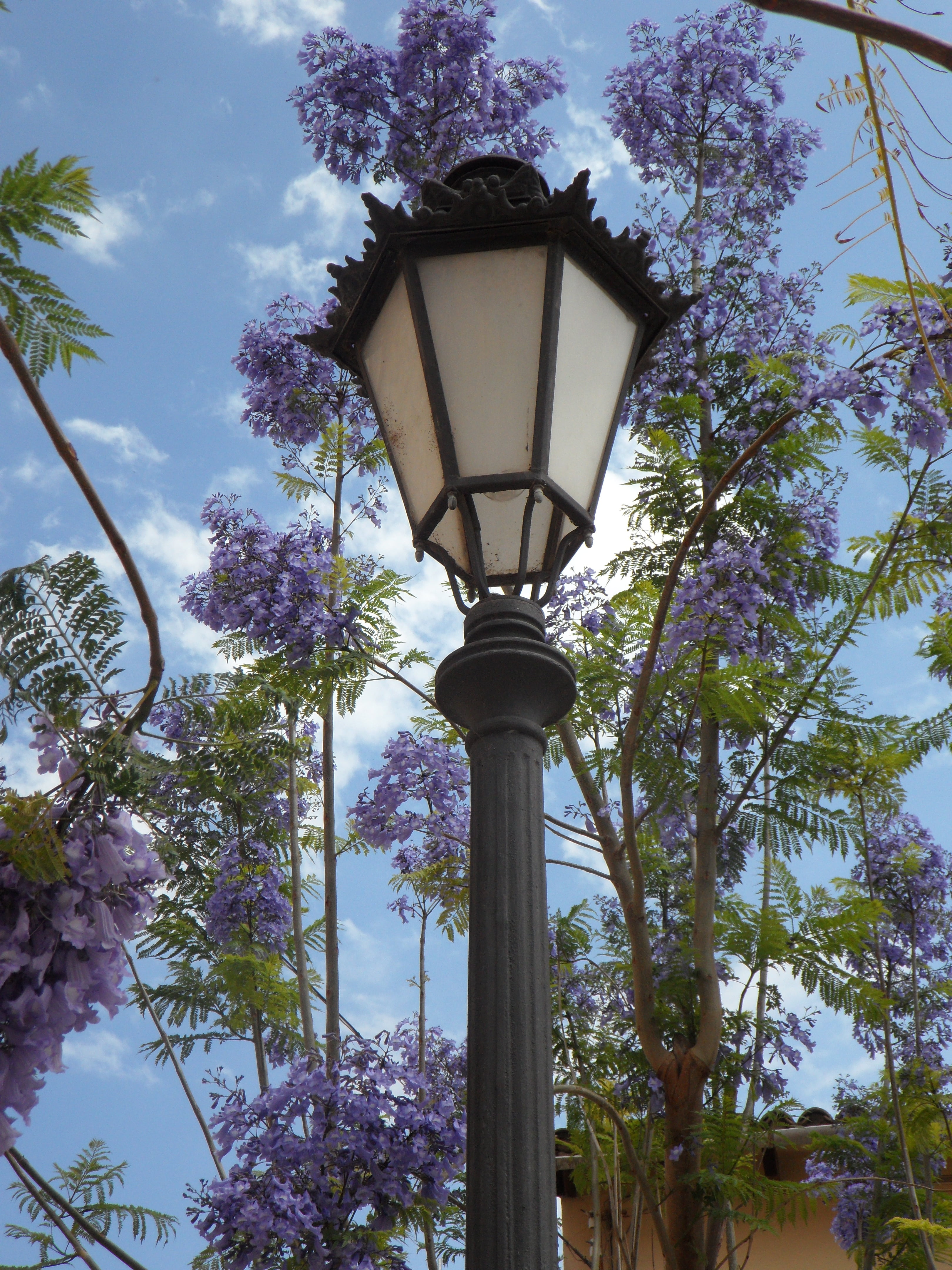 Wallpaper / outdoors, branch, south, 4K, lamp, plant, purple, blossom, nature, built structure, low angle view, street light, electric lamp, sky, lantern, mediterranean free download