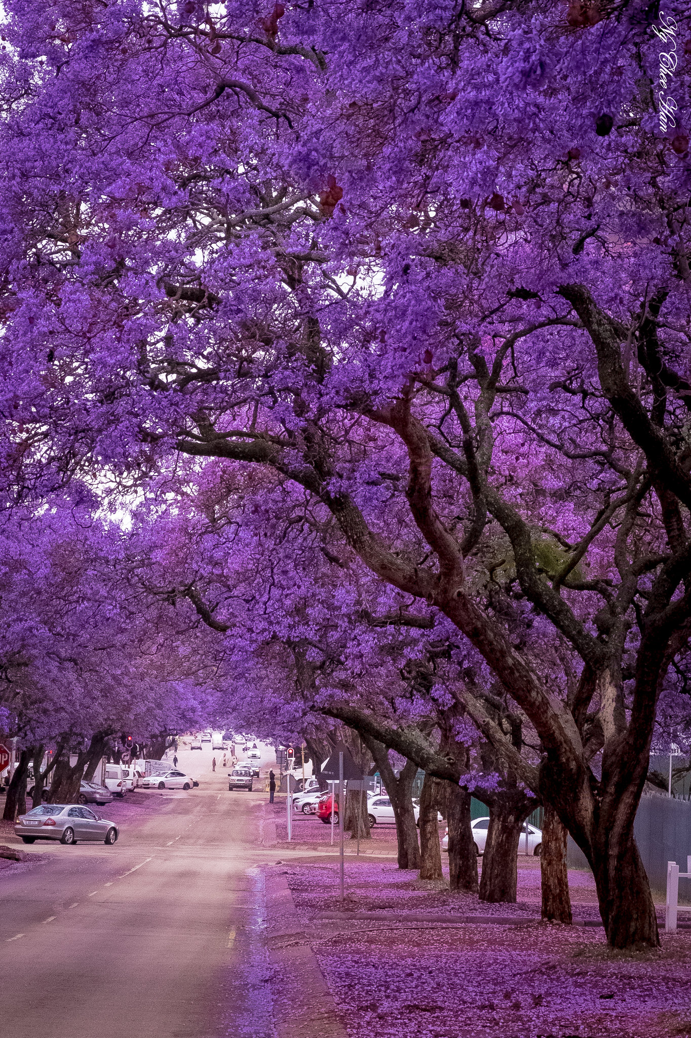 Jacaranda in Pretoria, South Africa 2016. The Photography Forum