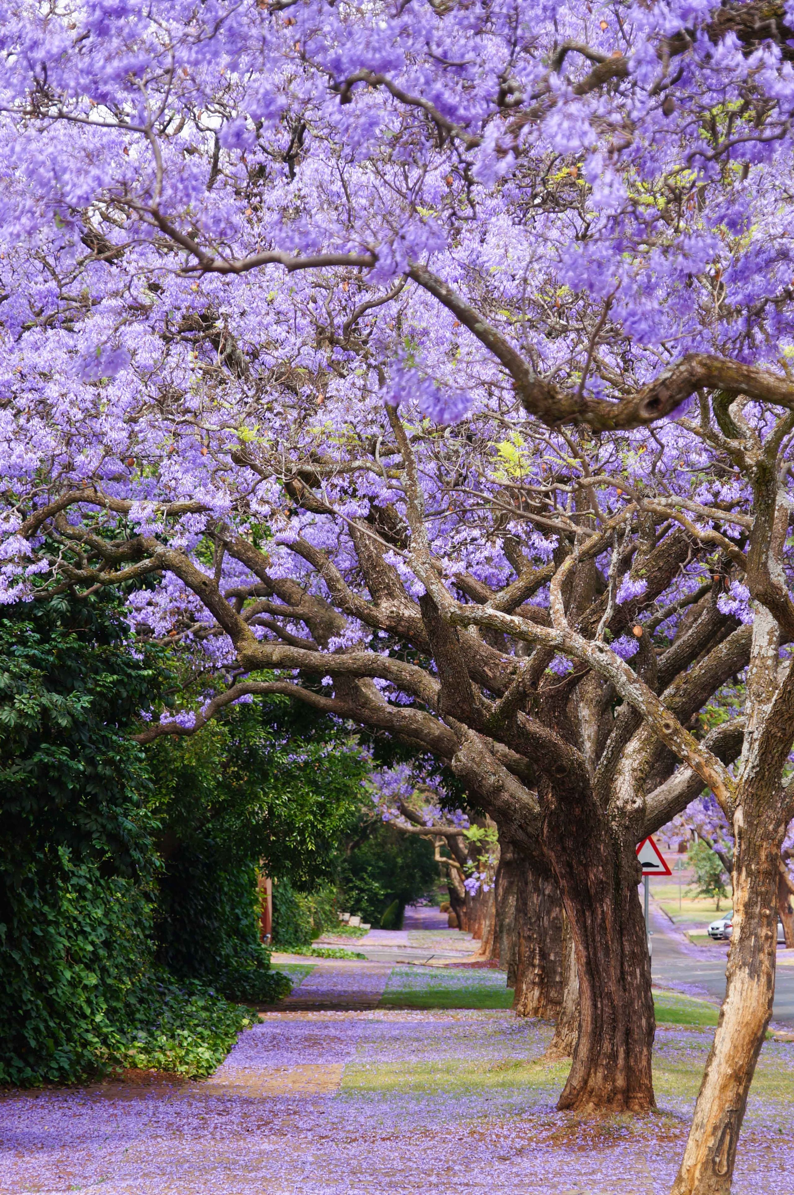 Times Are A Changin' For UQ's Jacarandas