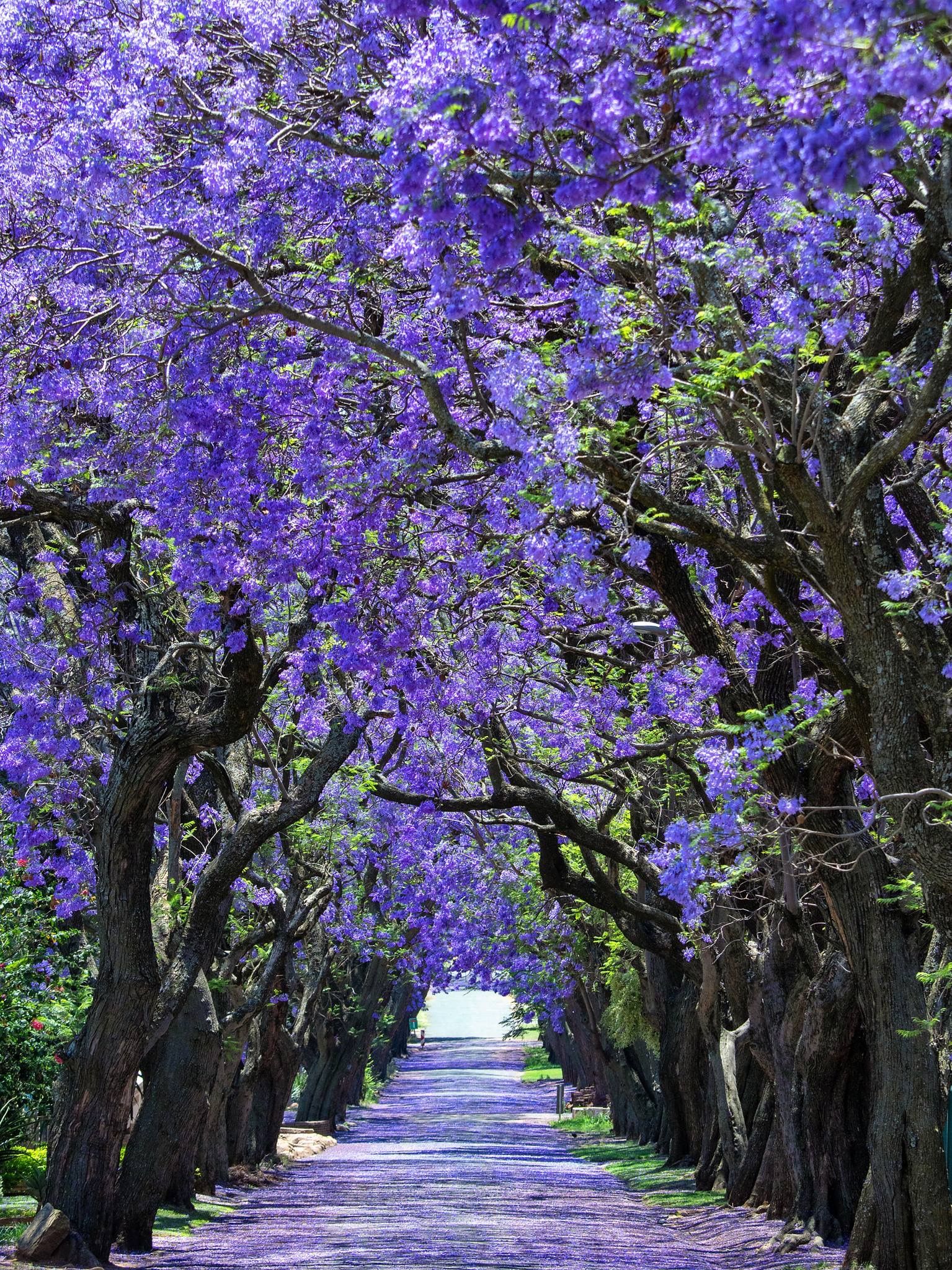 Jacaranda Trees, South Africa. Jacaranda tree, Nature picture, Tree