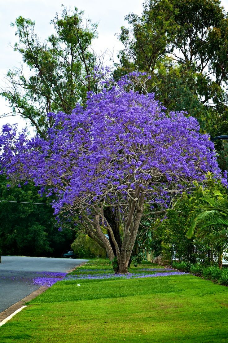 Jacaranda tree. Jacaranda tree, Shade trees, Beautiful gardens