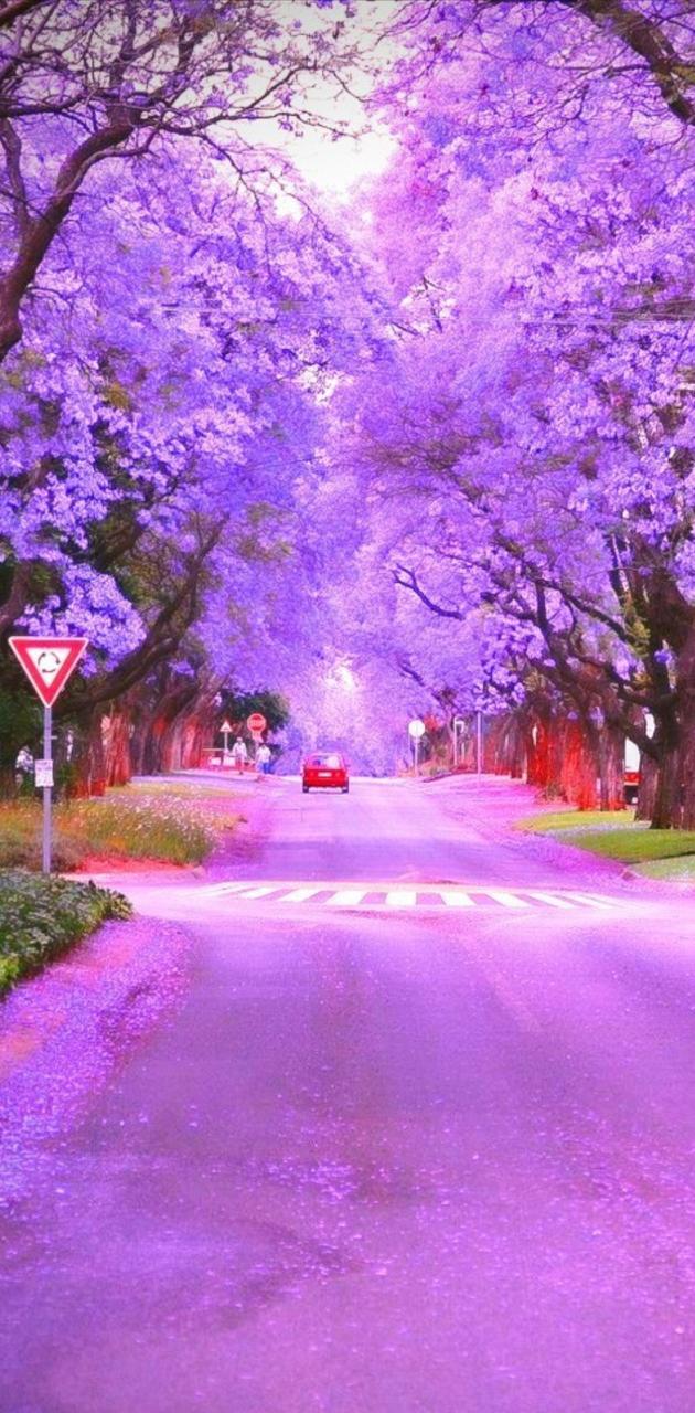 Jacaranda wallpaper
