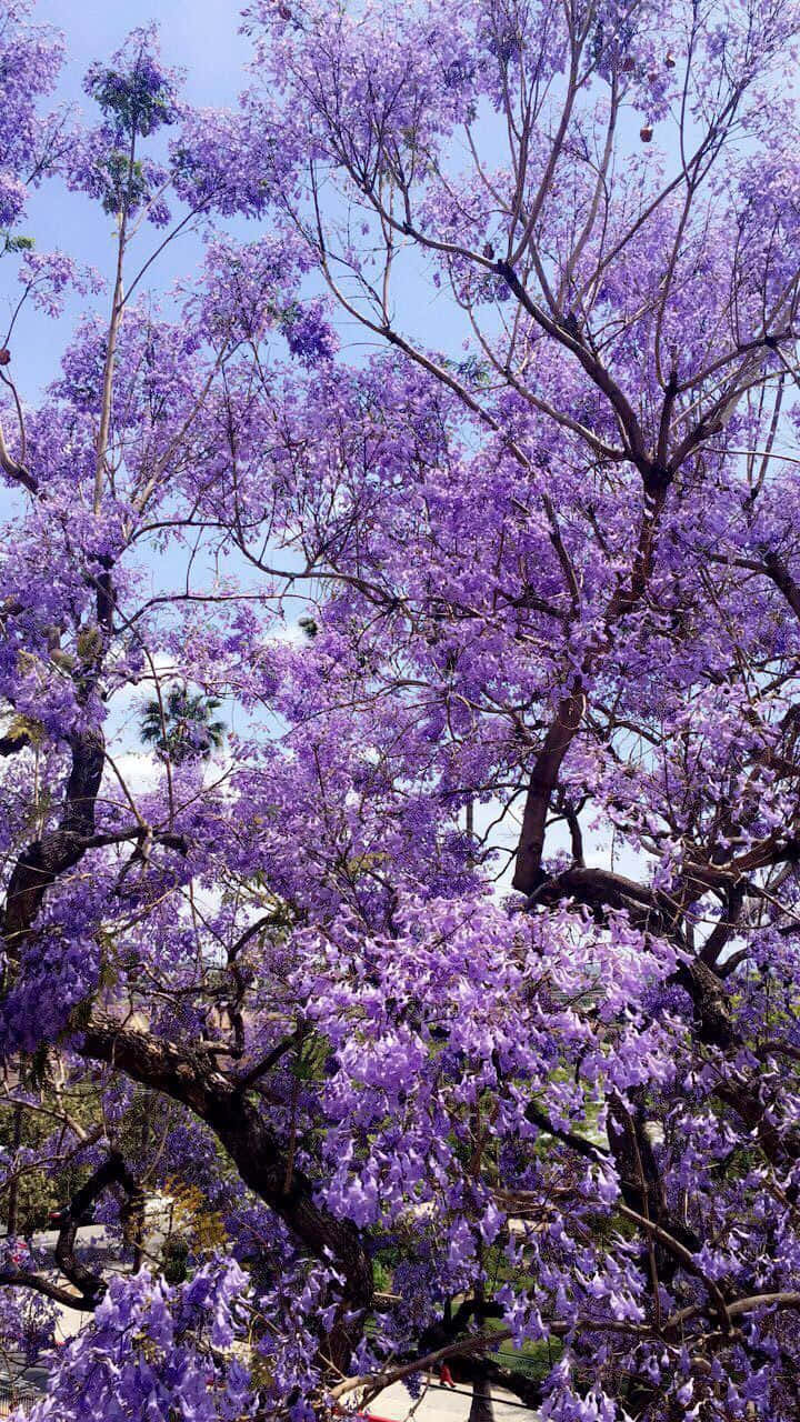 Download Lavender Purple Jacaranda Tree Wallpaper