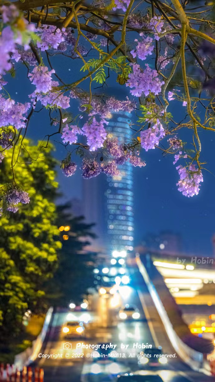 Guangzhou China #Jacaranda trees are in full bloom in Guangzhou, setting against the illuminated buildings in the distance